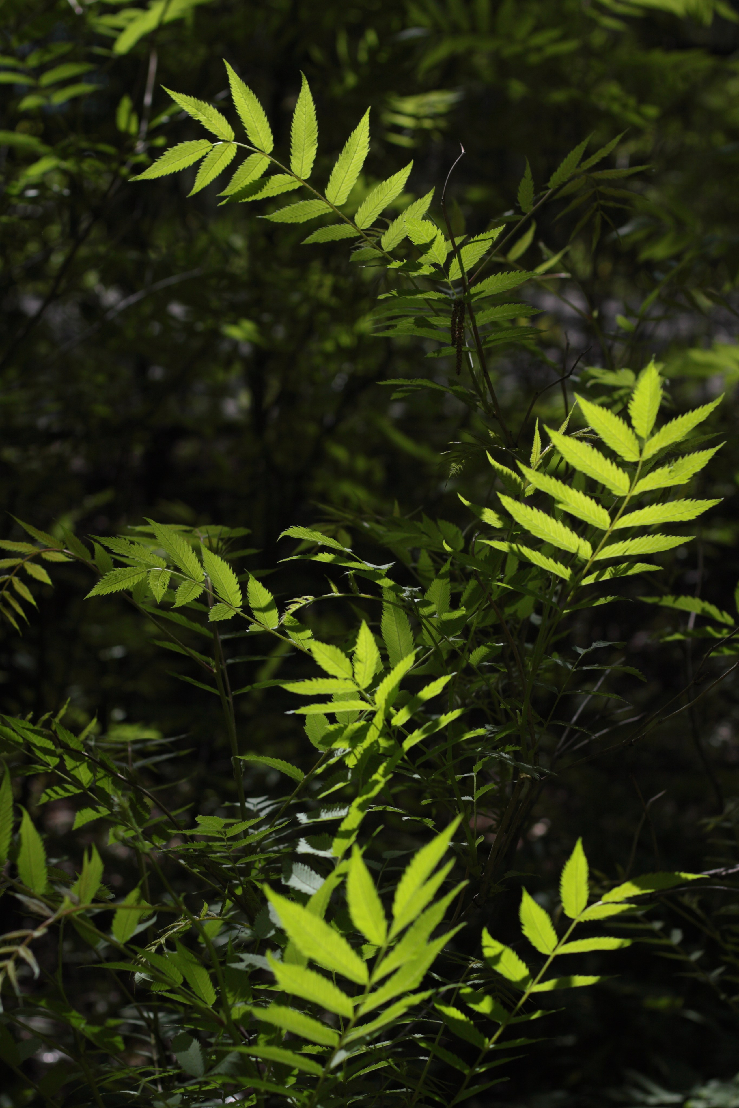 Старое природное, отбирала Katamount (Катерина Горохова). Главная