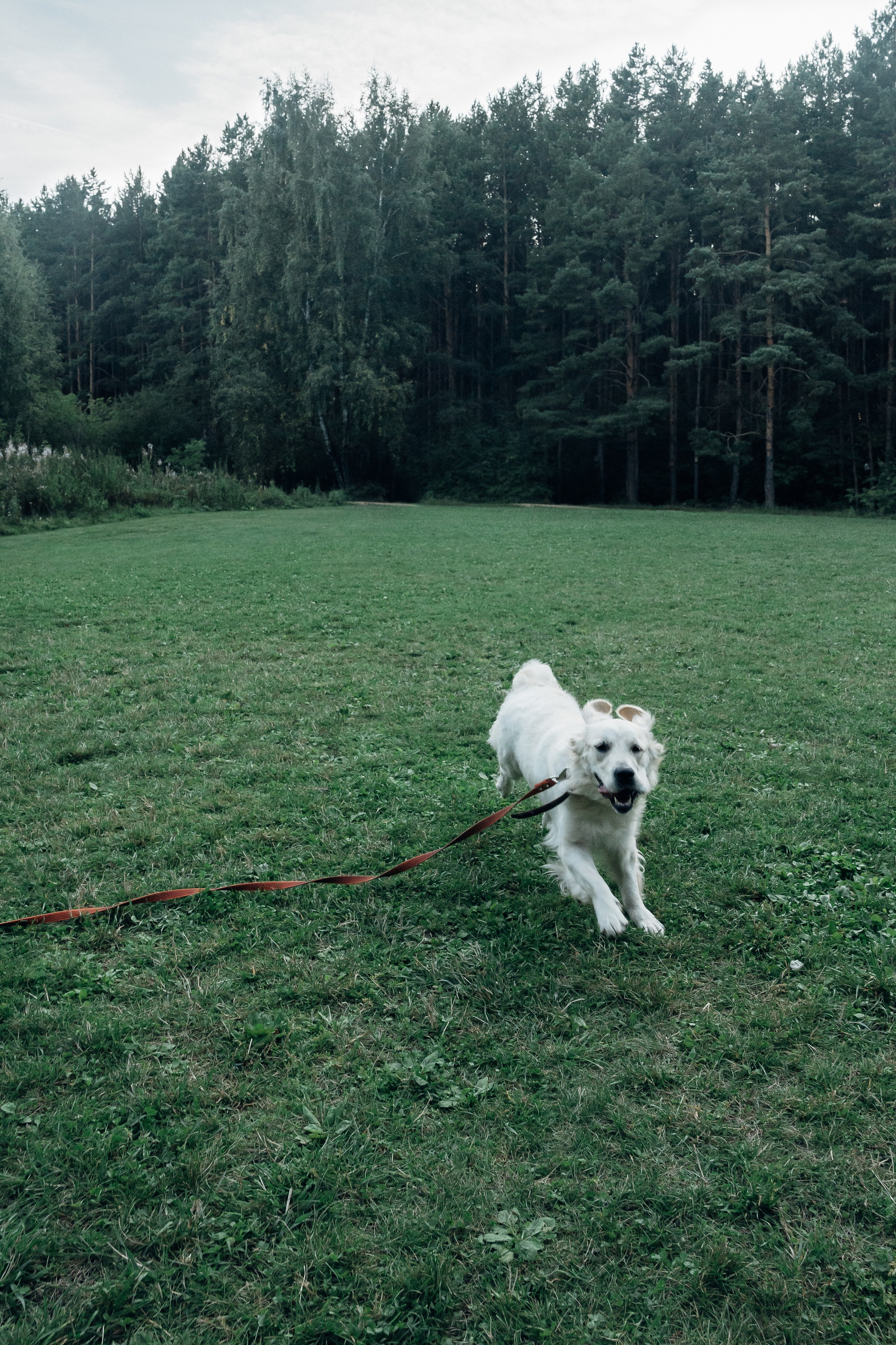 Светлана и Джесси. Фотограф и видеограф в Тюмени Екатерина Чернецкая