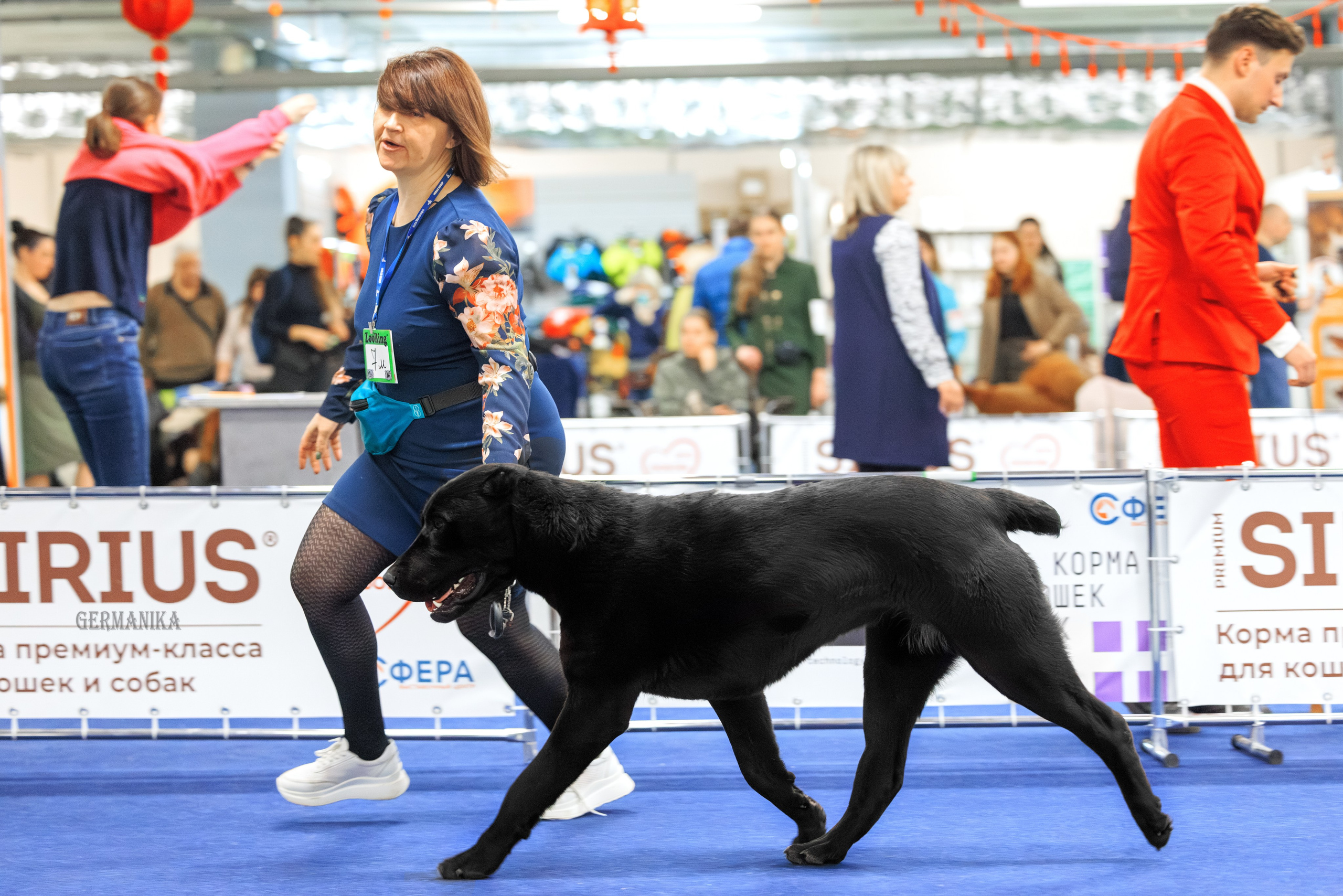 Сфера 08 и 10.03.2024 2хмоно ротвейлеров+2хмоно сао. Фотограф-анималист Юлия Германика