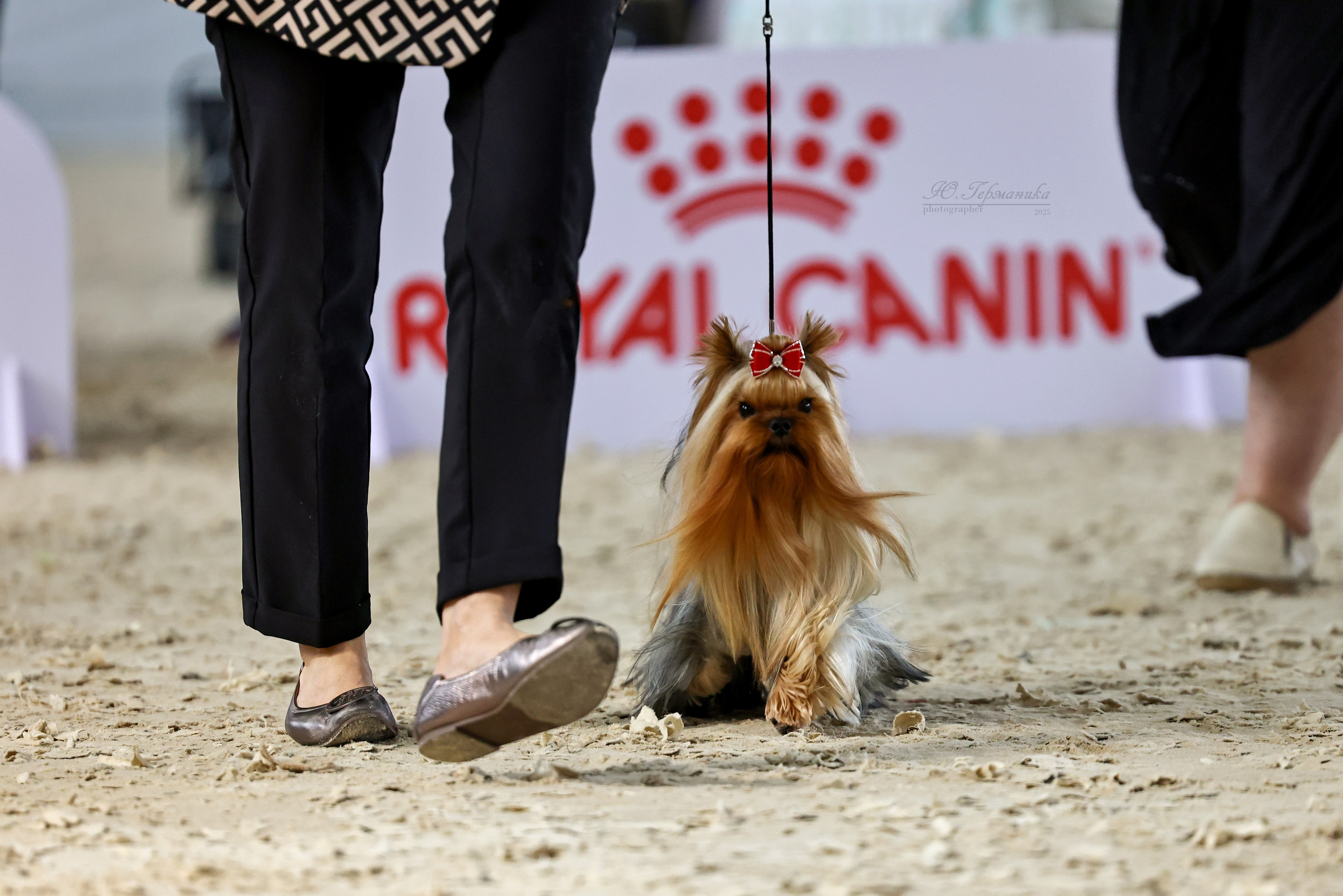 Астана 2хCACIB 26-28.09.2025. Фотограф-анималист Юлия Германика