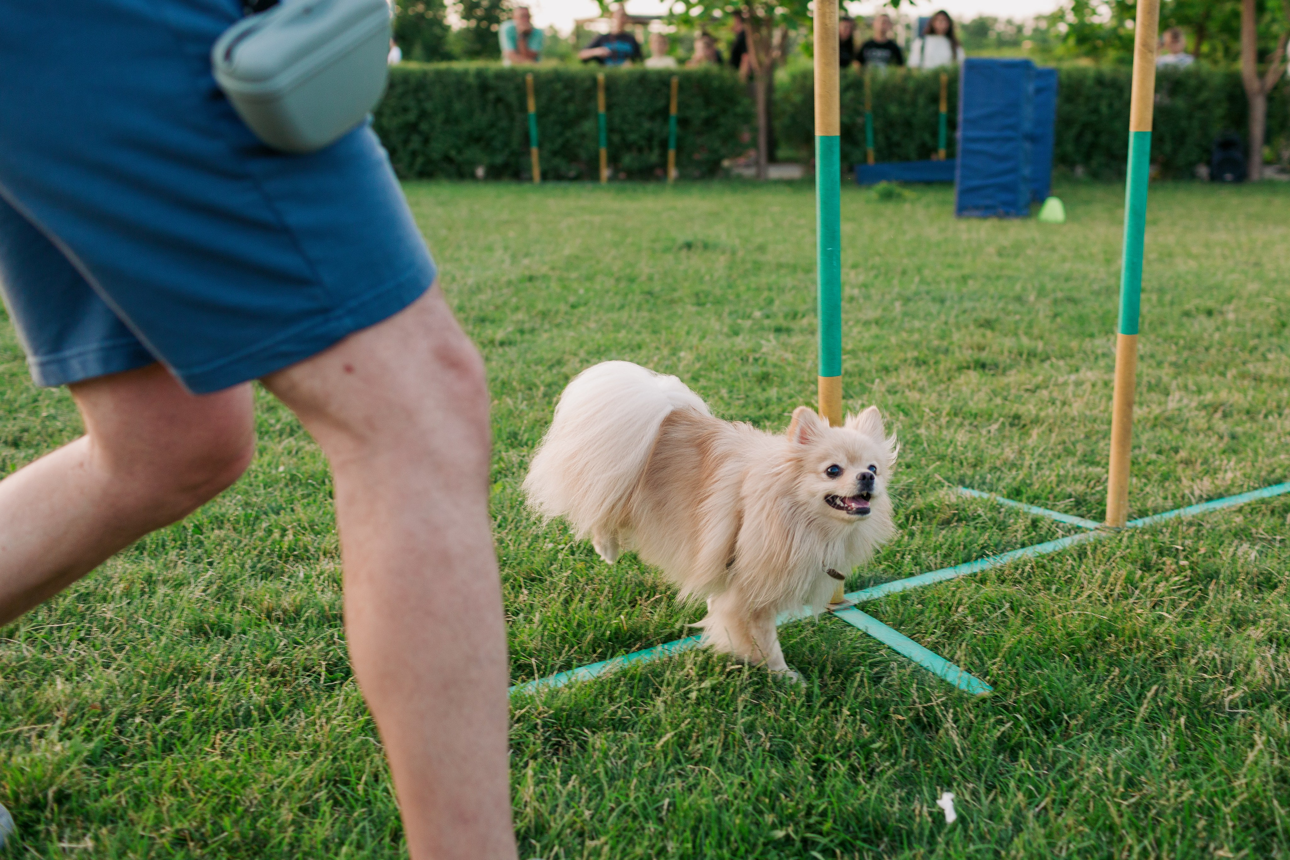 Dog Fest 2024. Главная