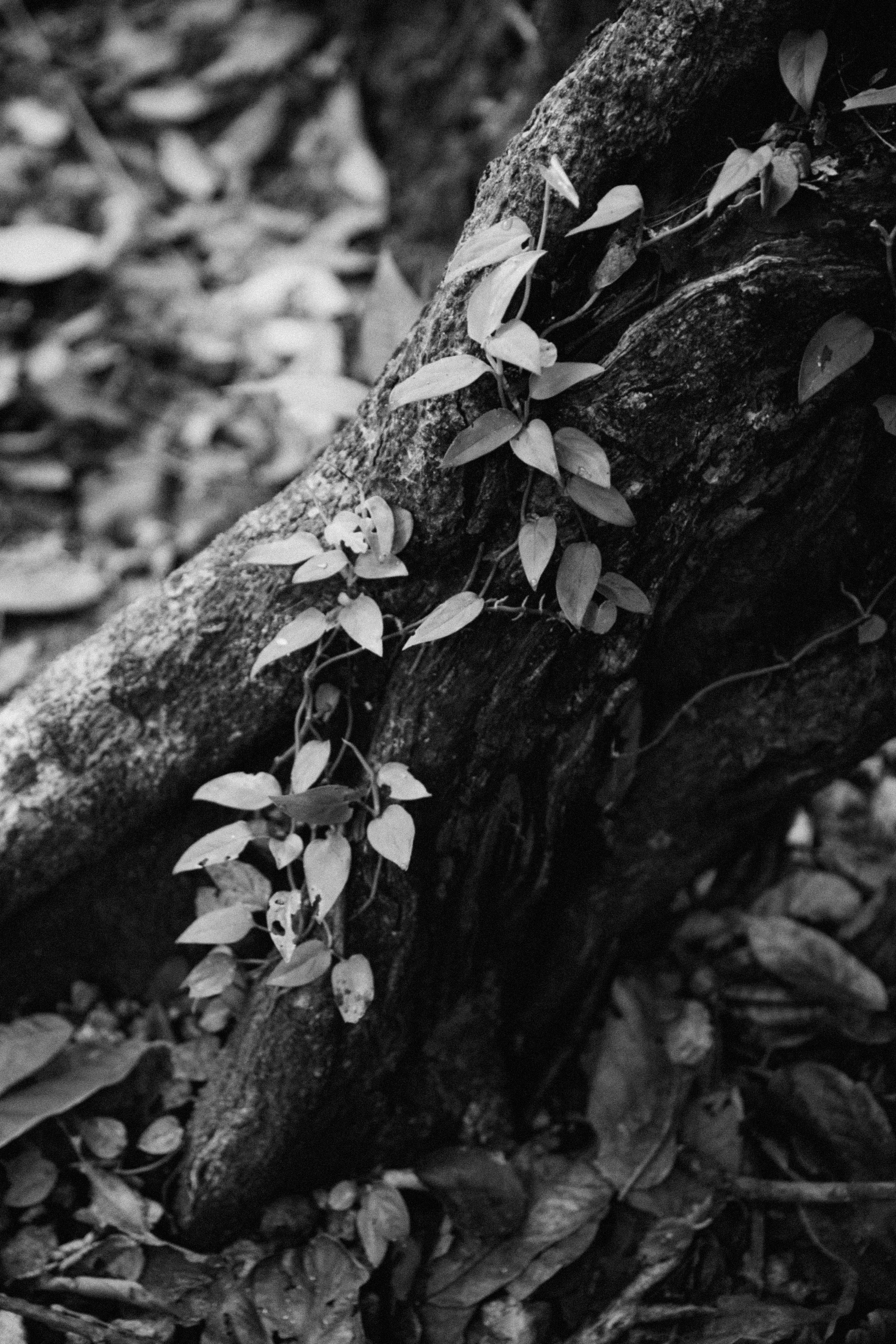 Vicky. Портретный фотограф / Панама / Анастасия Елизарова