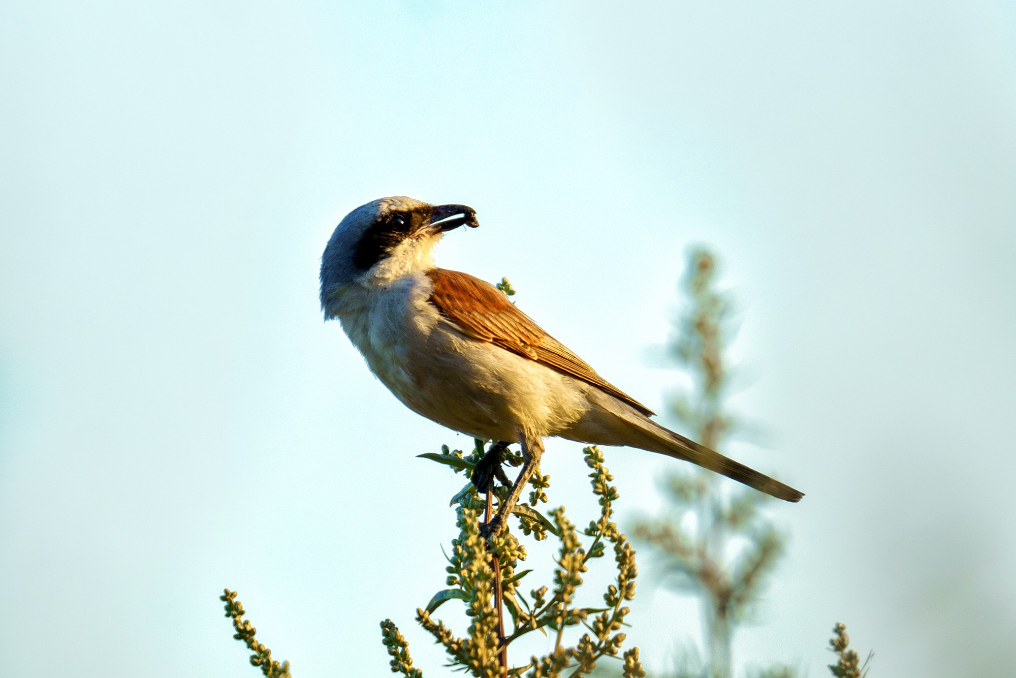 Удивительные мир птиц. Вокруг нас столько прекрасного — присмотритесь!. Ваш личный фотограф Марина Волкова