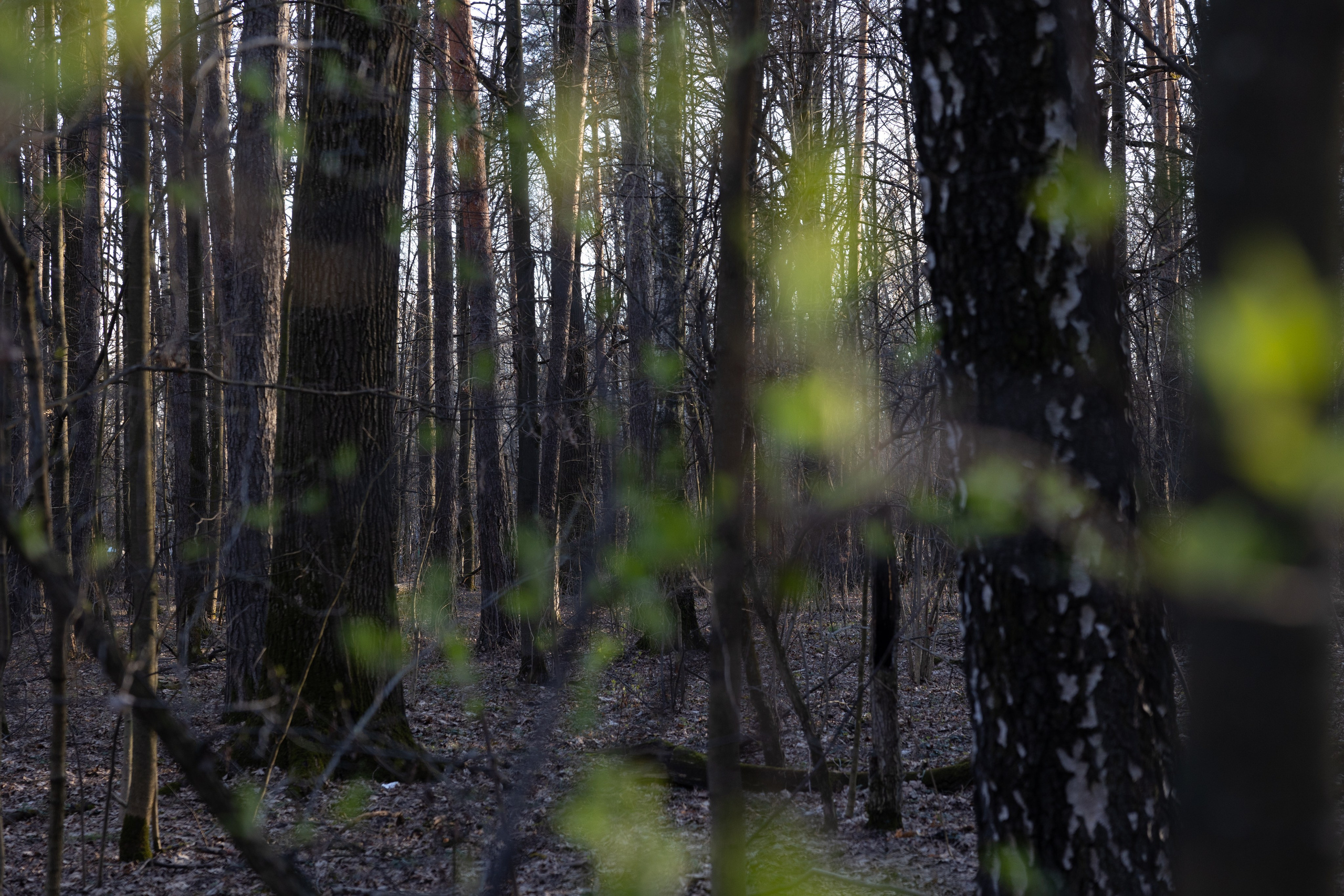 Пейзаж в интерьере | Interior landscape. Фотограф алина стерхова, алина стерхова фотограф, фотограф москва