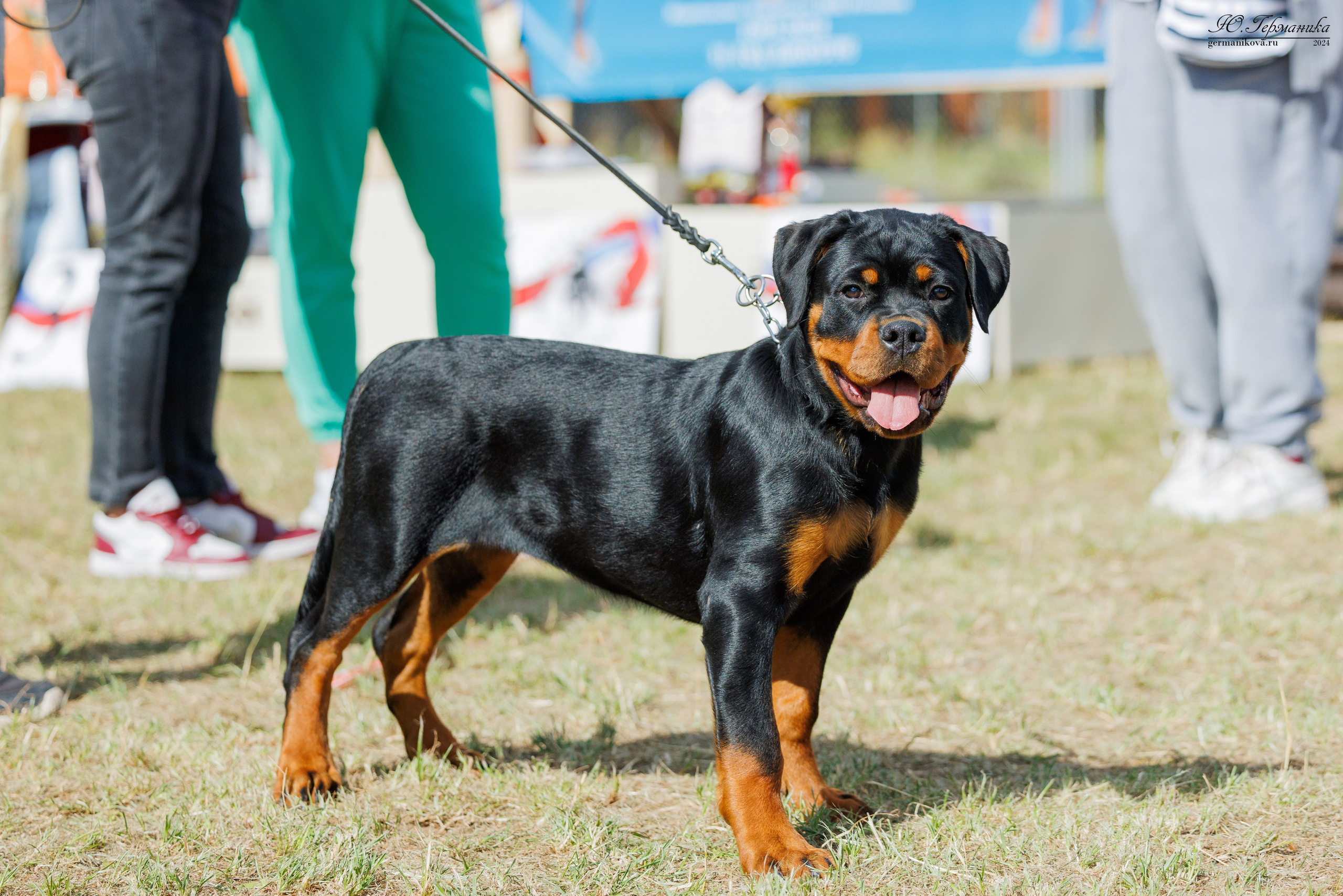 ПК и КЧК ротвейлеры Тверь 6-7.07.2024. Фотограф-анималист Юлия Германика