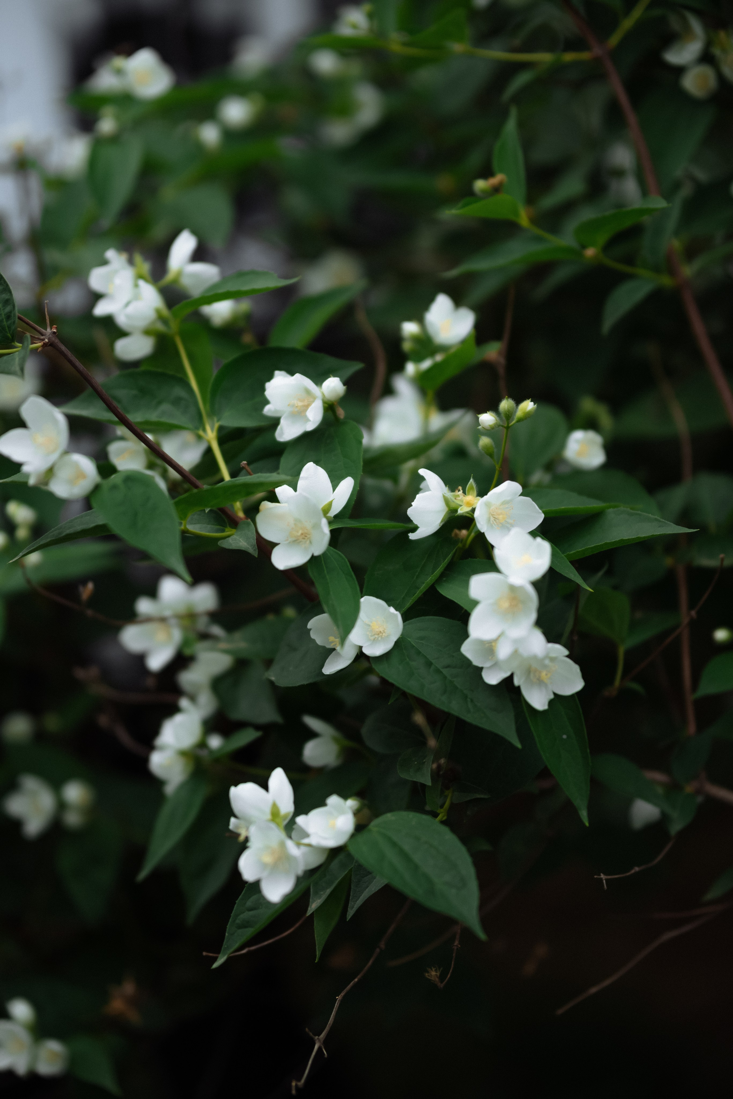 Дарья & Кирилл love story. Фотограф в Краснодарском крае Александр Шульга