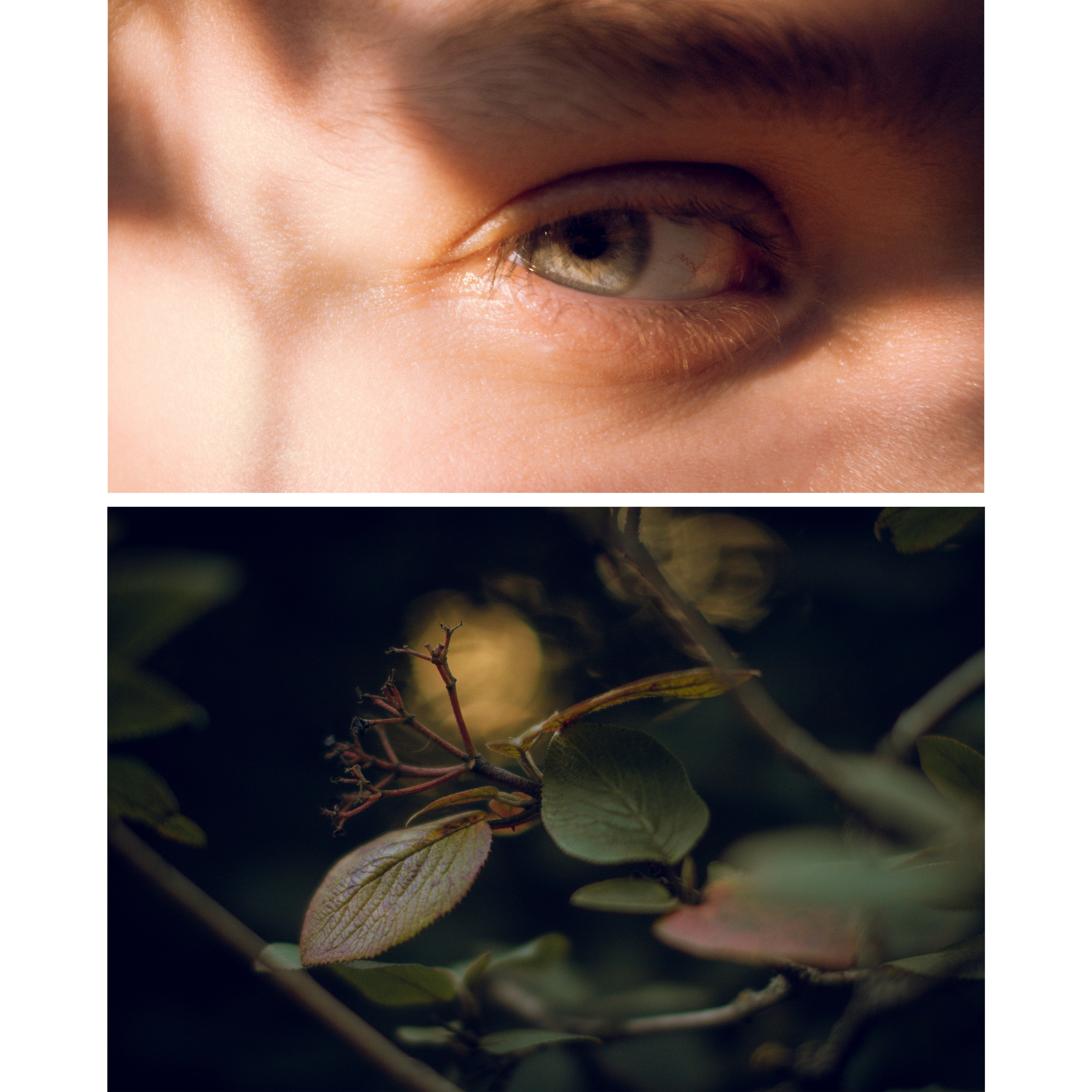 Из наблюдений. Плак или Квак