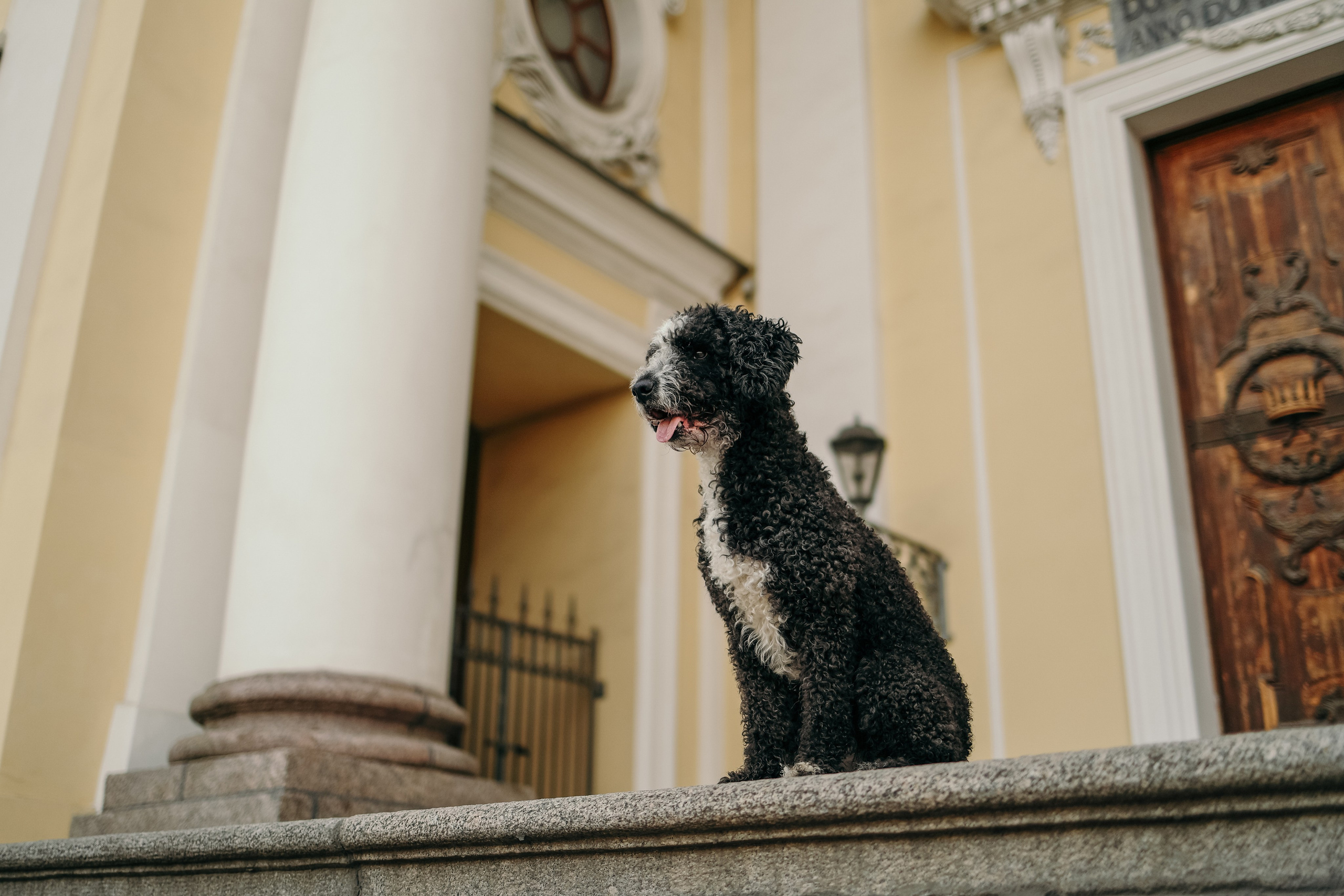 В городе. Фотограф- анималист Санкт-Петербург