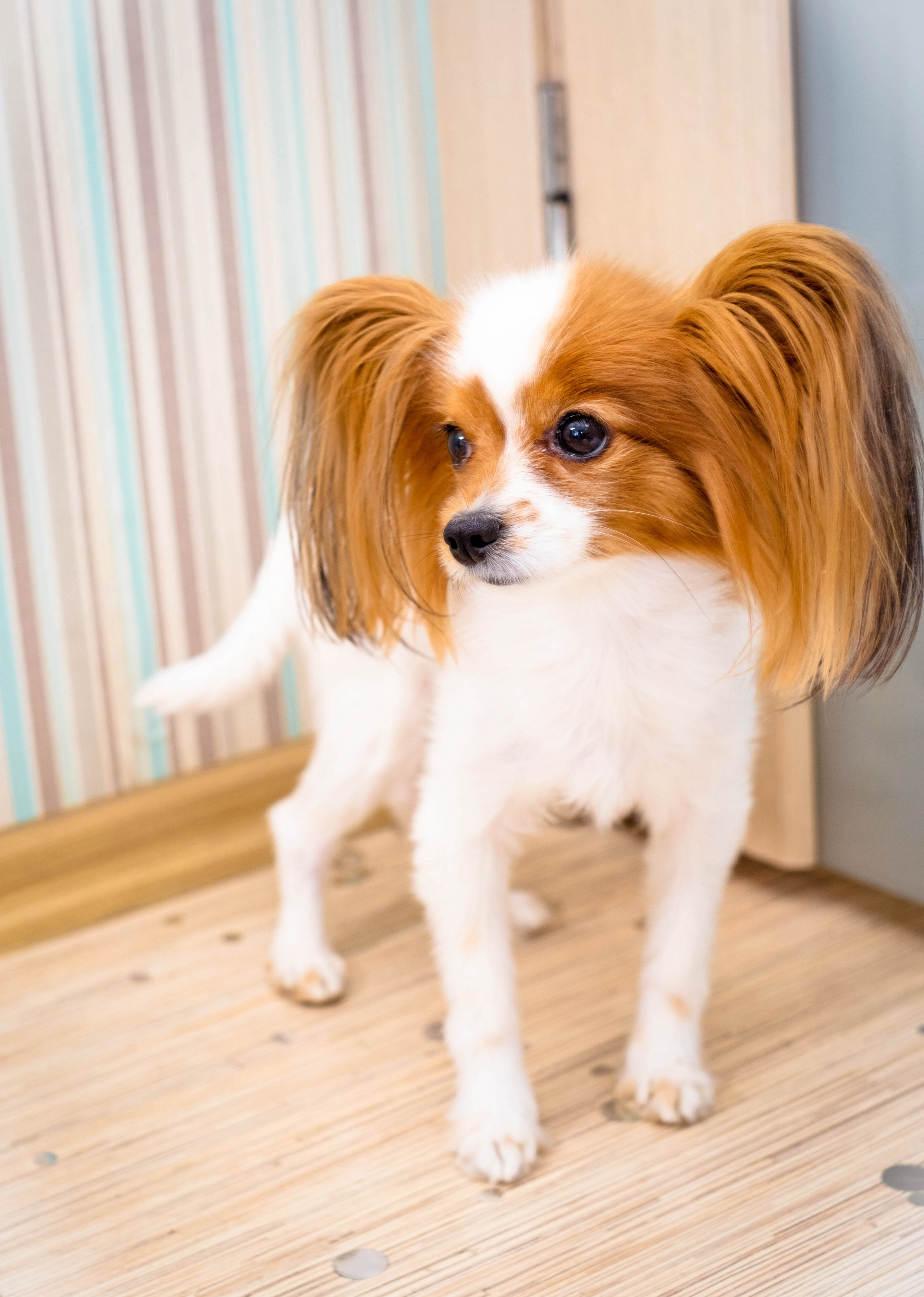 День рождения. Студийный, портретный, семейный фотограф Южно-Сахалинска Яна Радаева
