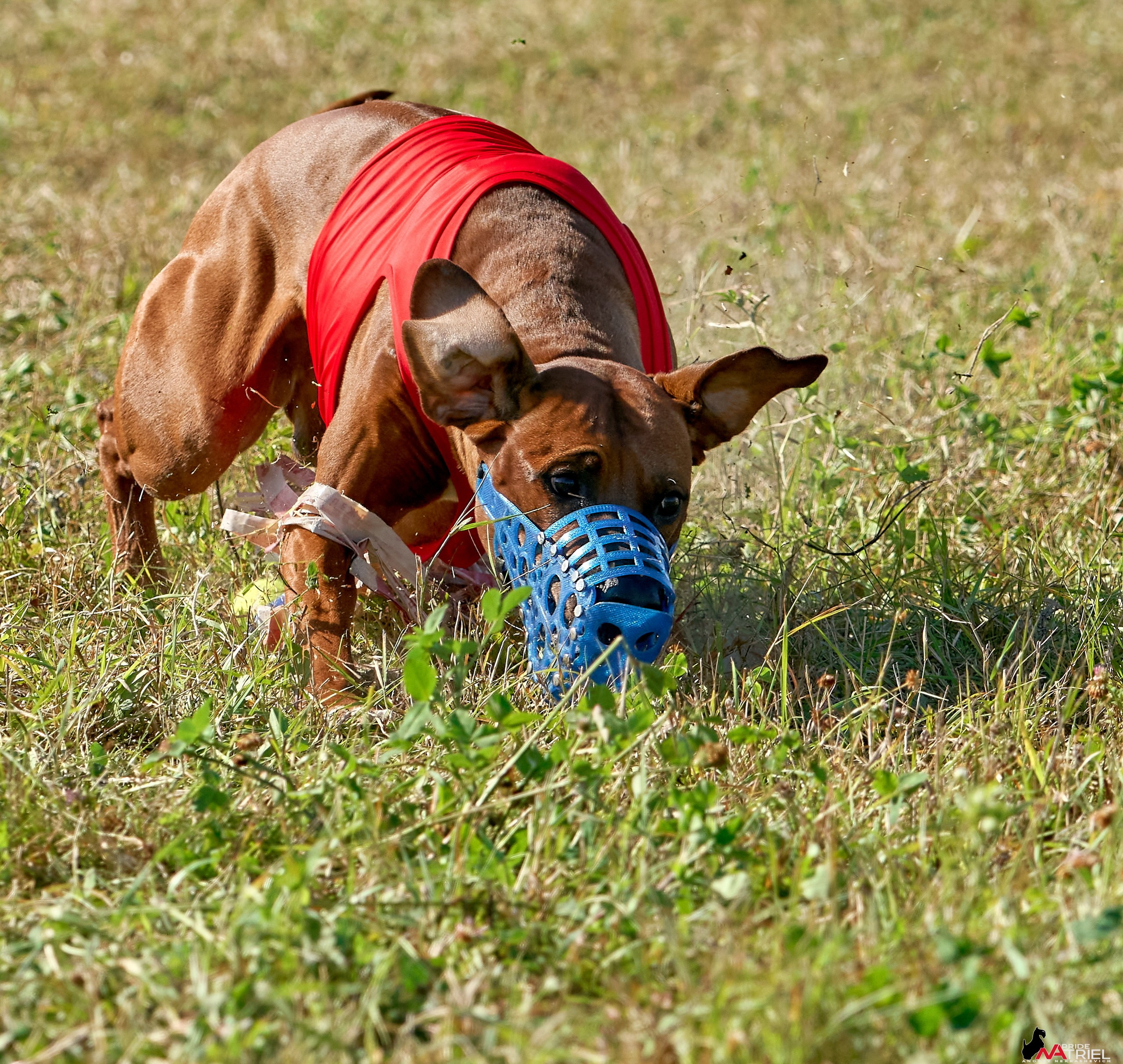 Съемка курсинг — галерея NATRIEL