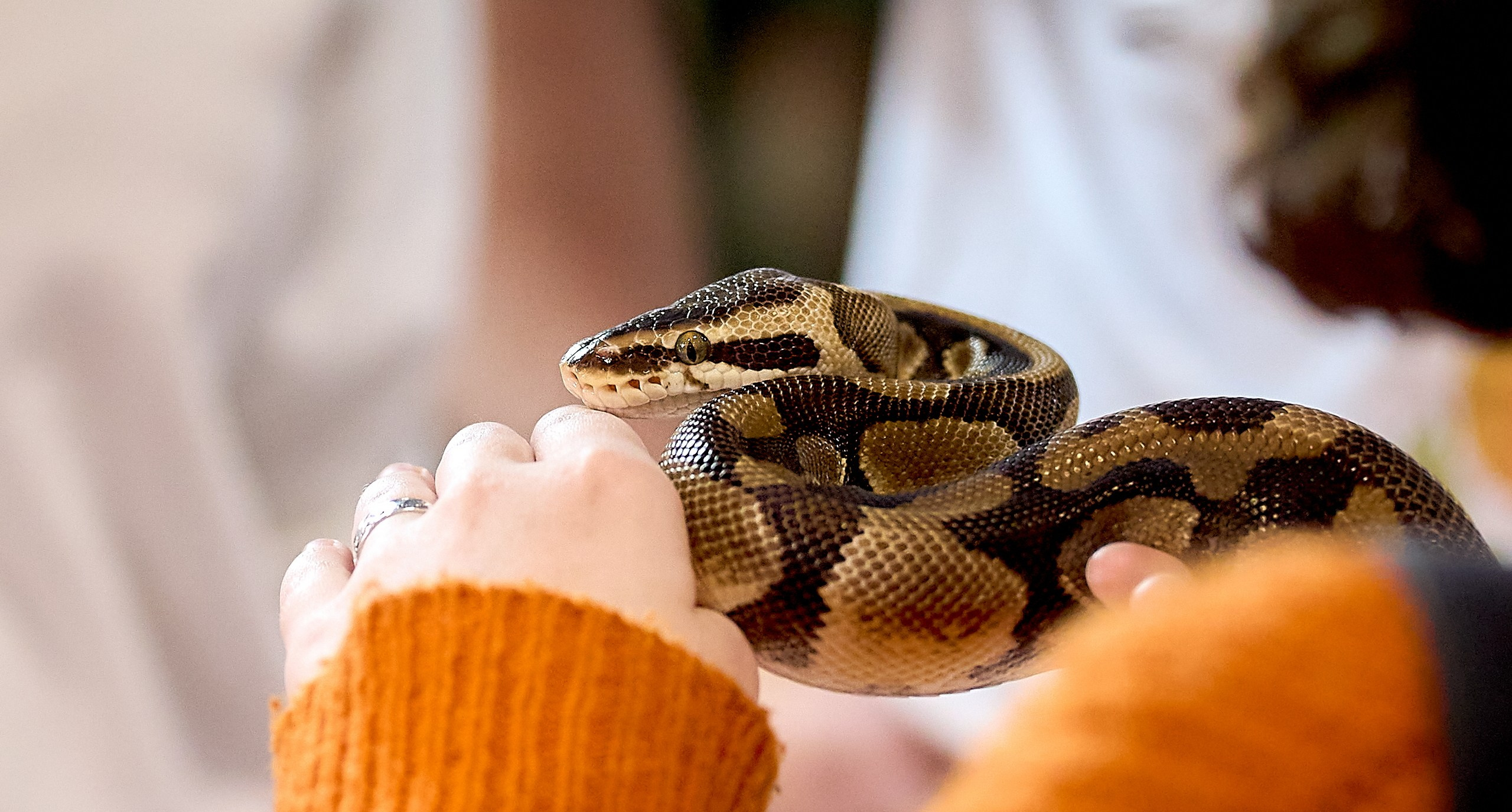 Рептилии — галерея NATRIEL