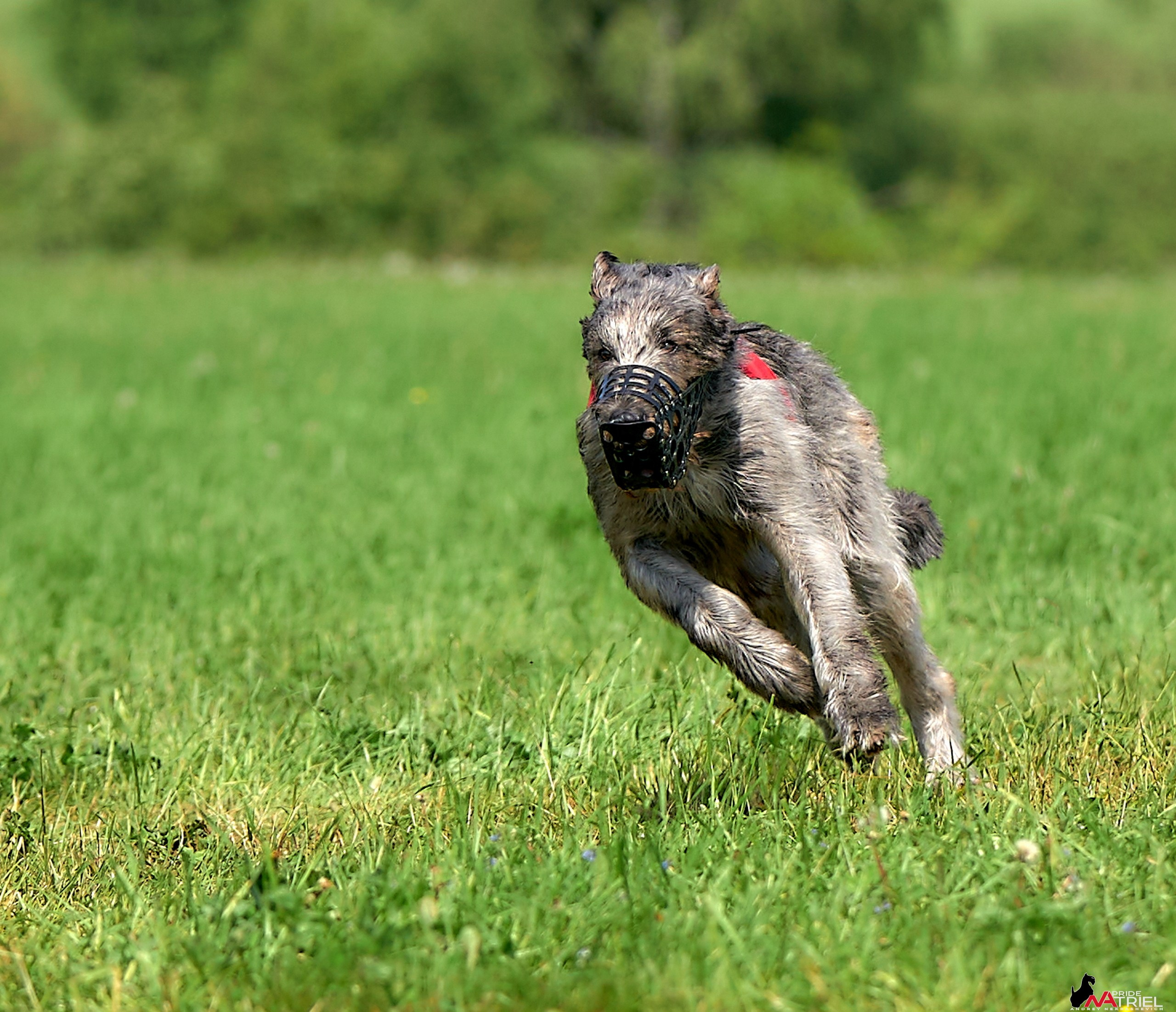 Съемка курсинг — галерея NATRIEL