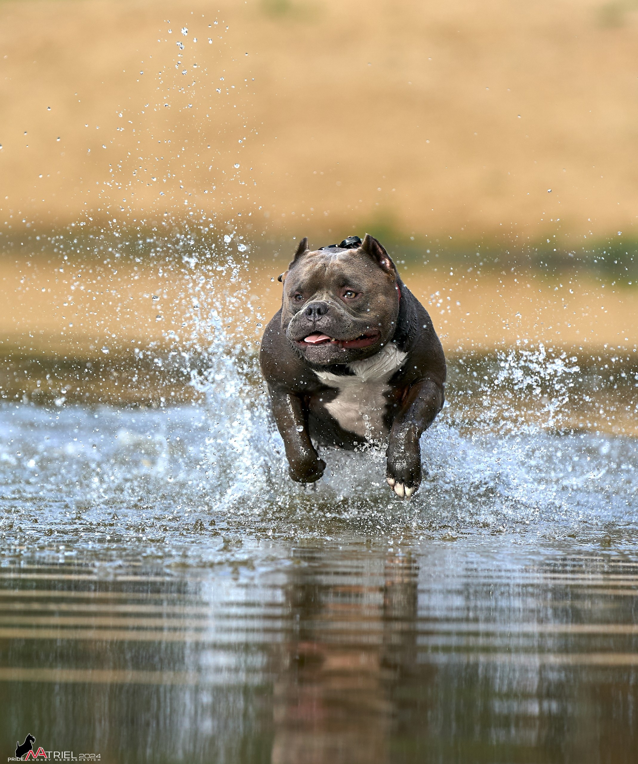 Фотопрогулка с булли