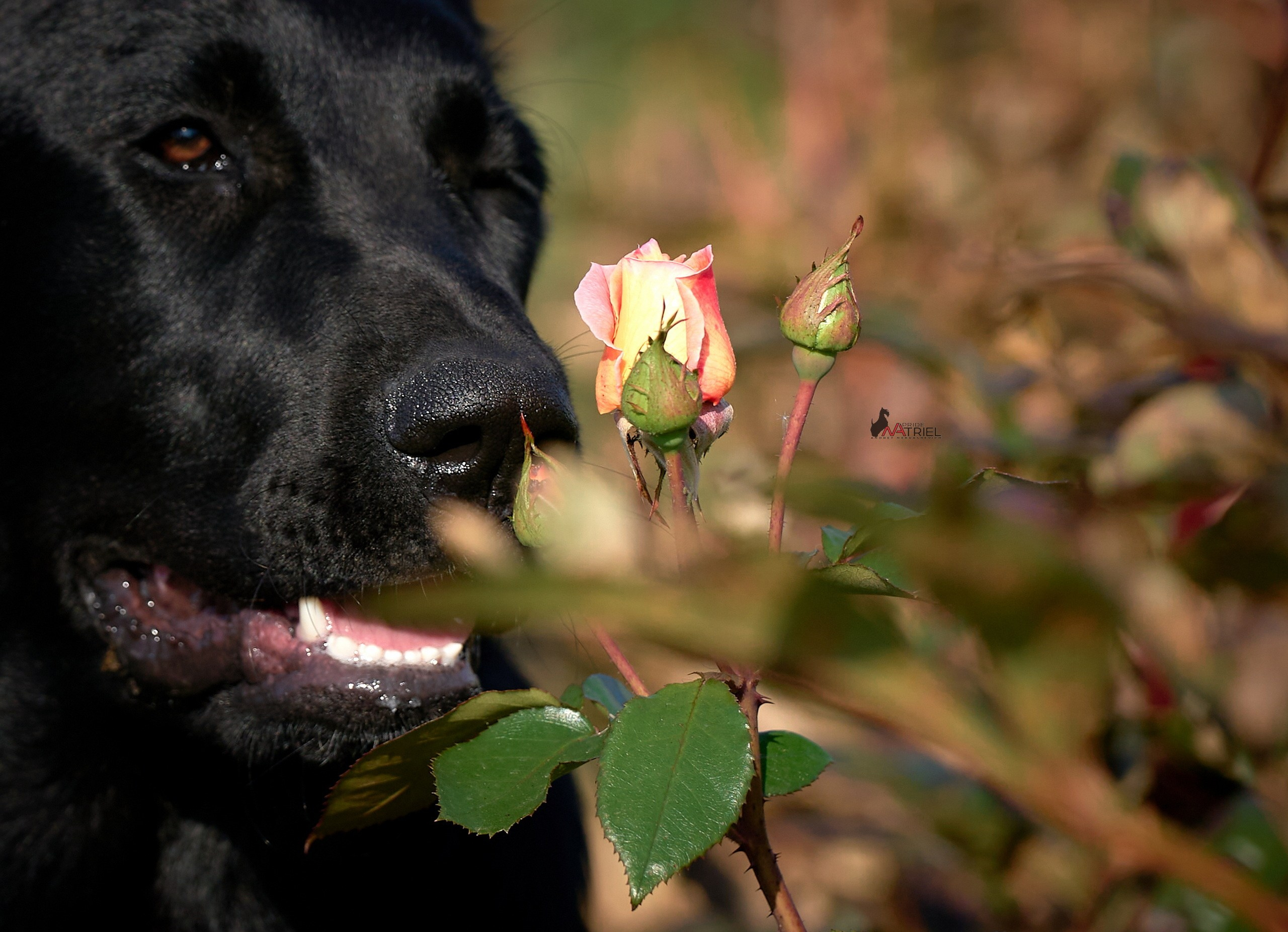 Портреты собак — галерея NATRIEL