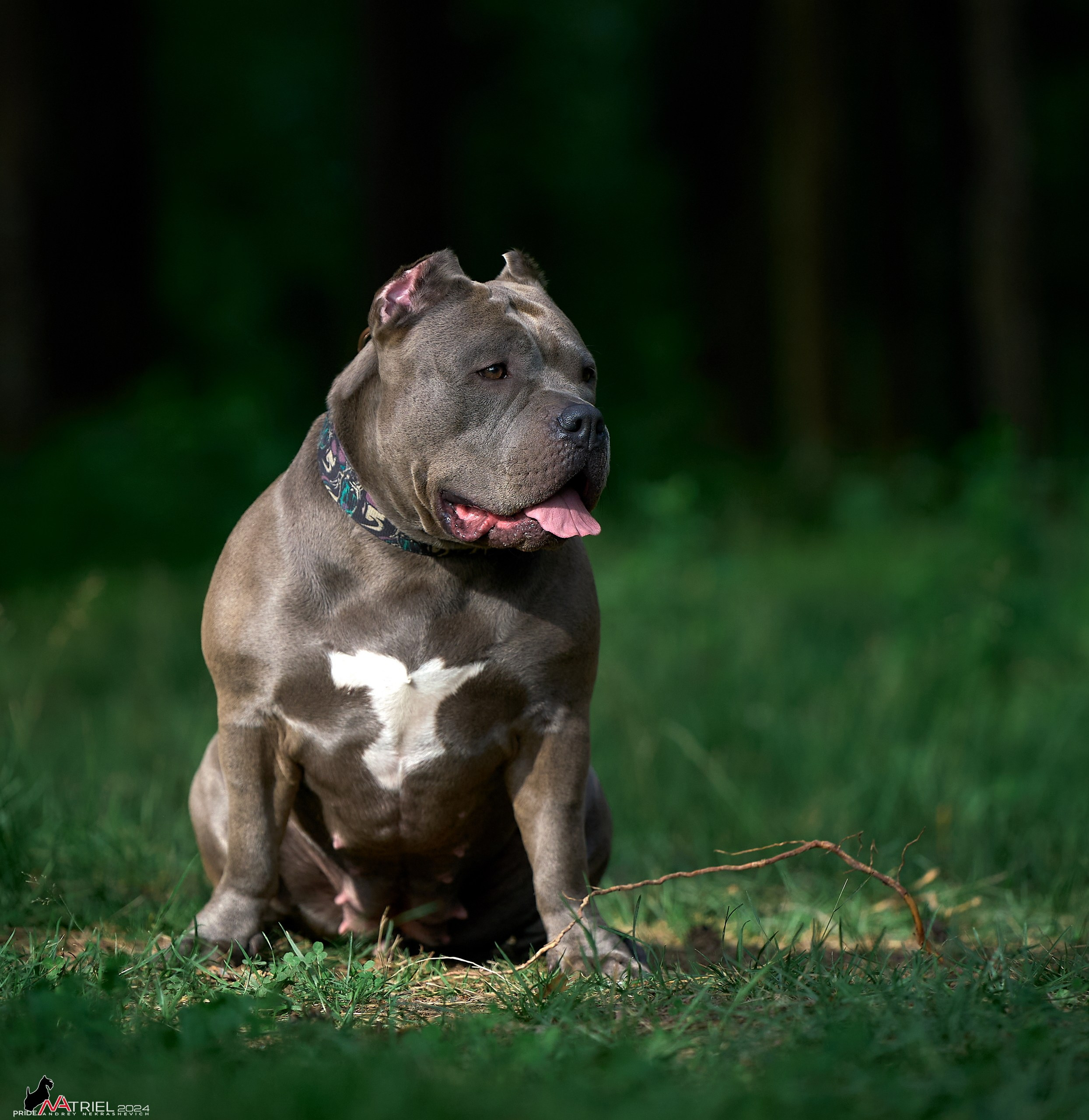 Фотопрогулка с булли