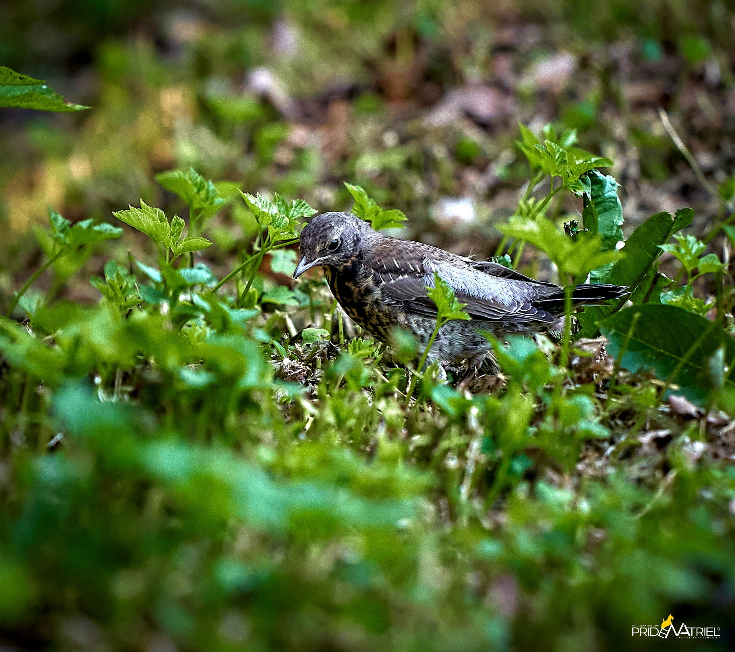 Фото птиц — галерея NATRIEL