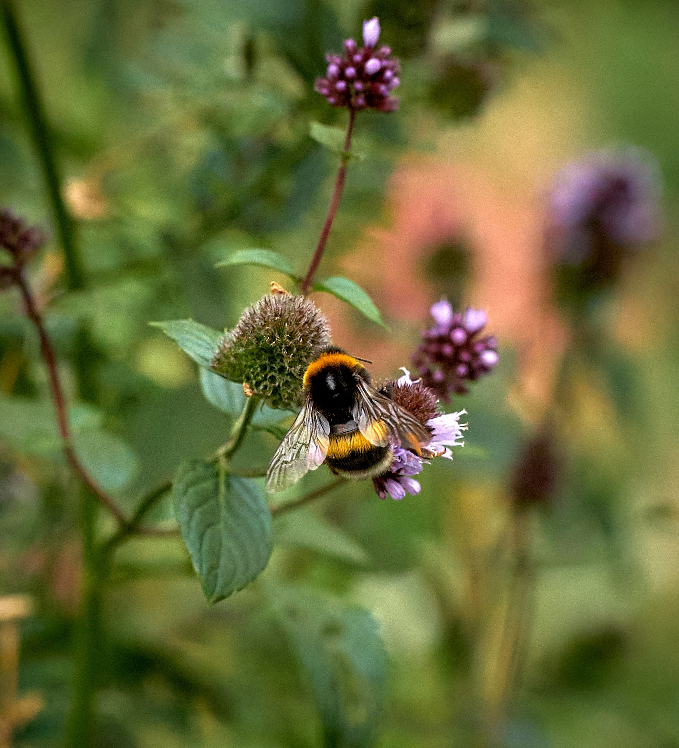Макро-фото — галерея NATRIEL