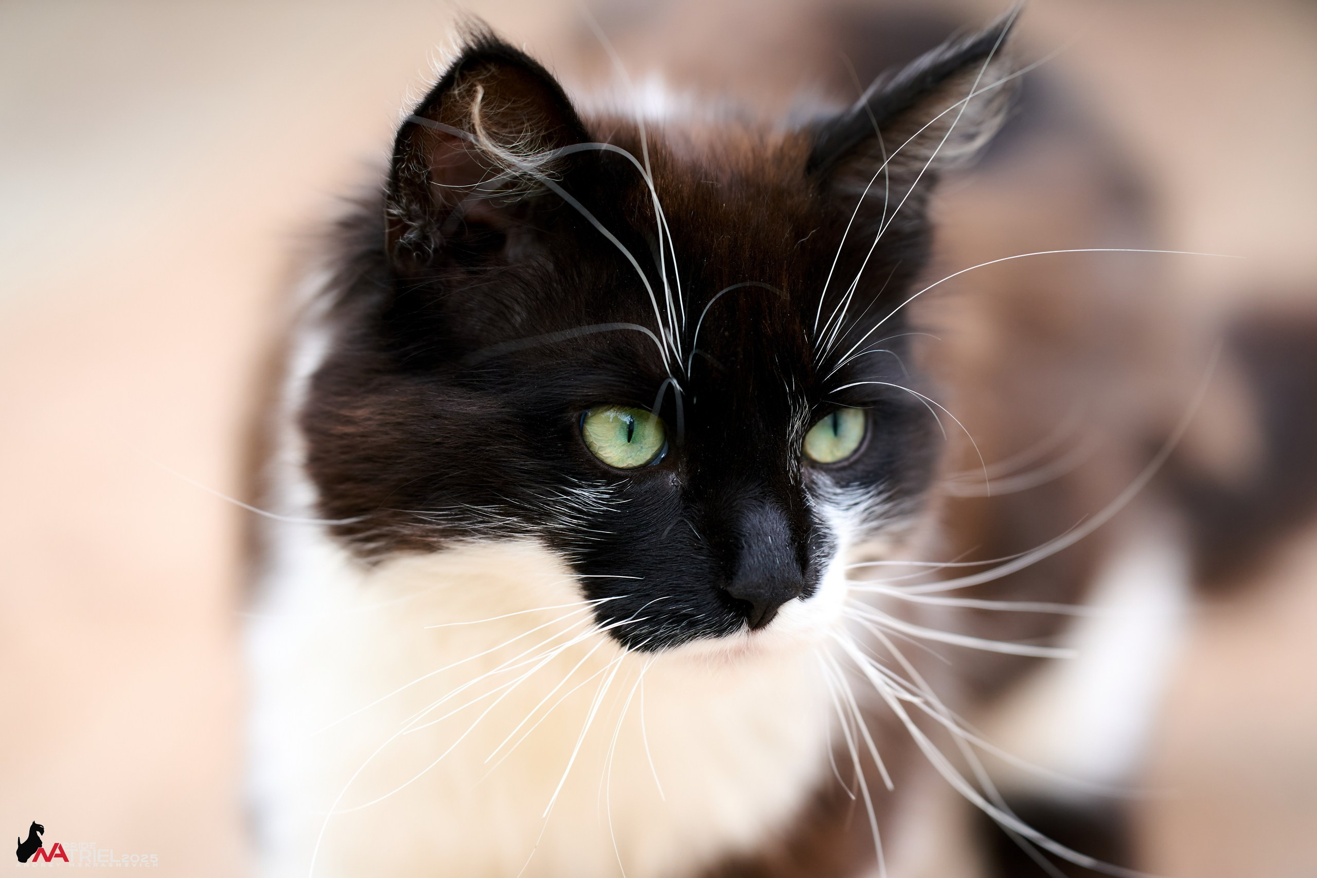 Алабаи и скотч-терьеры в питомнике у Ольги