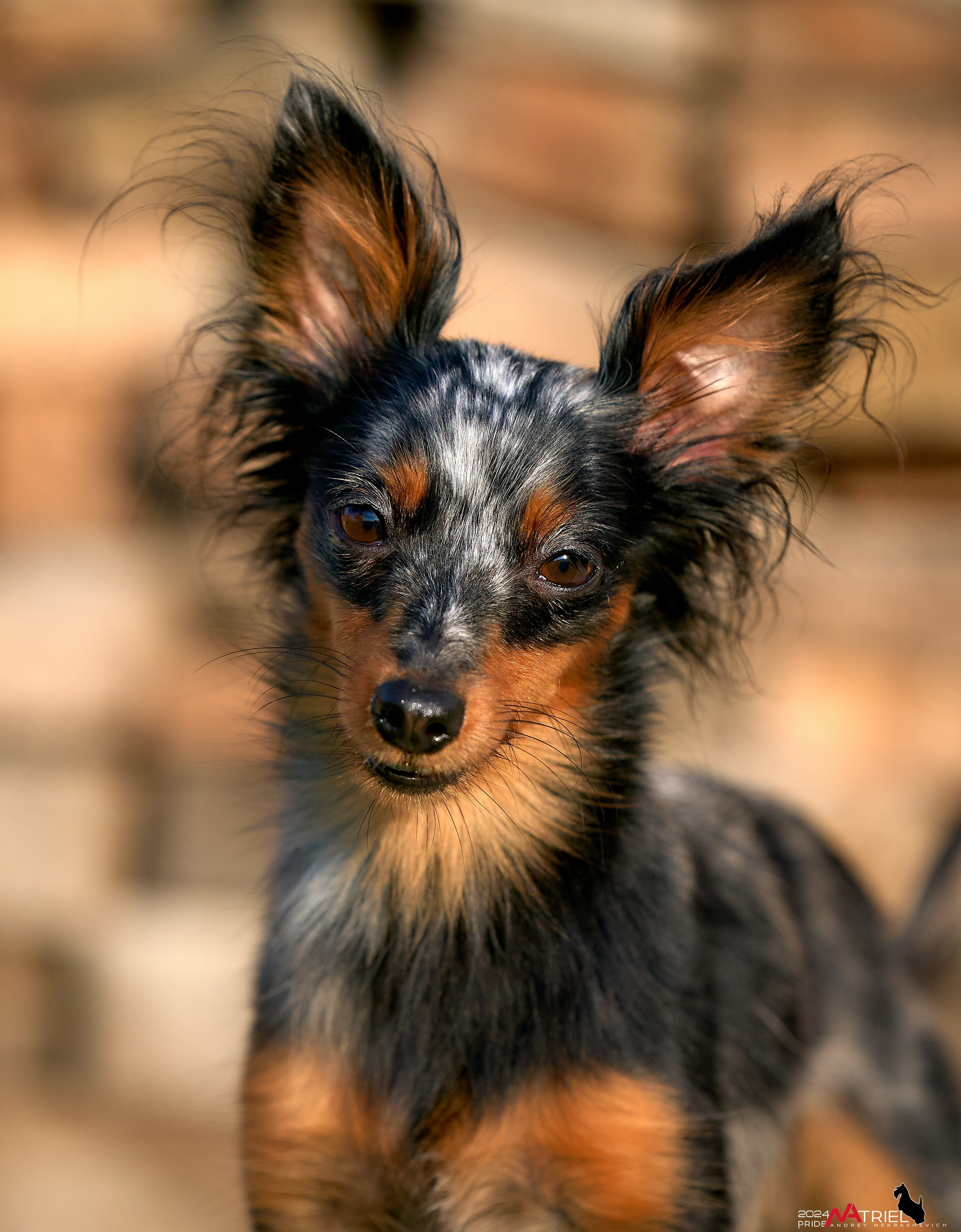 Фотопрогулка с крысариками