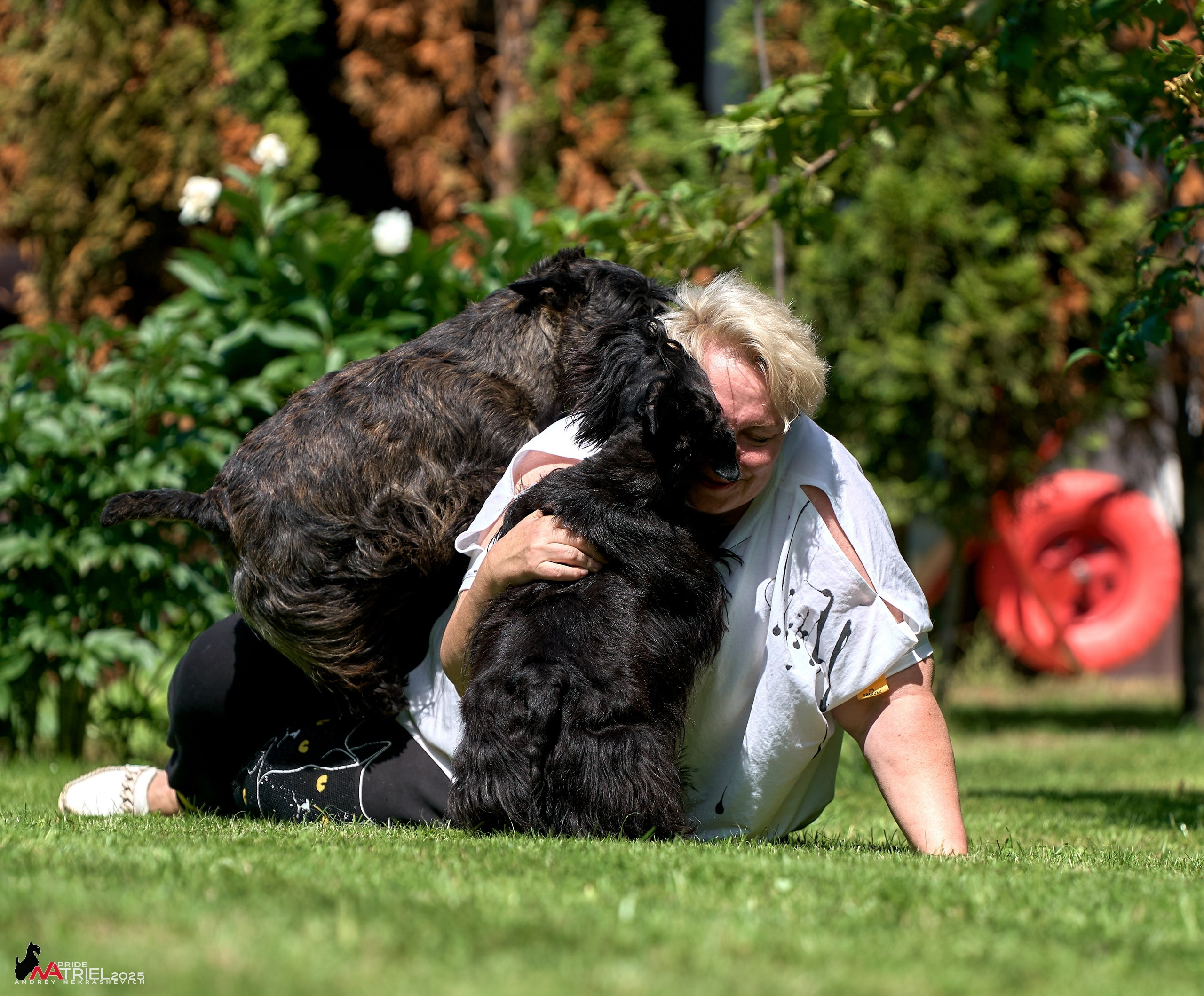 Алабаи и скотч-терьеры в питомнике у Ольги