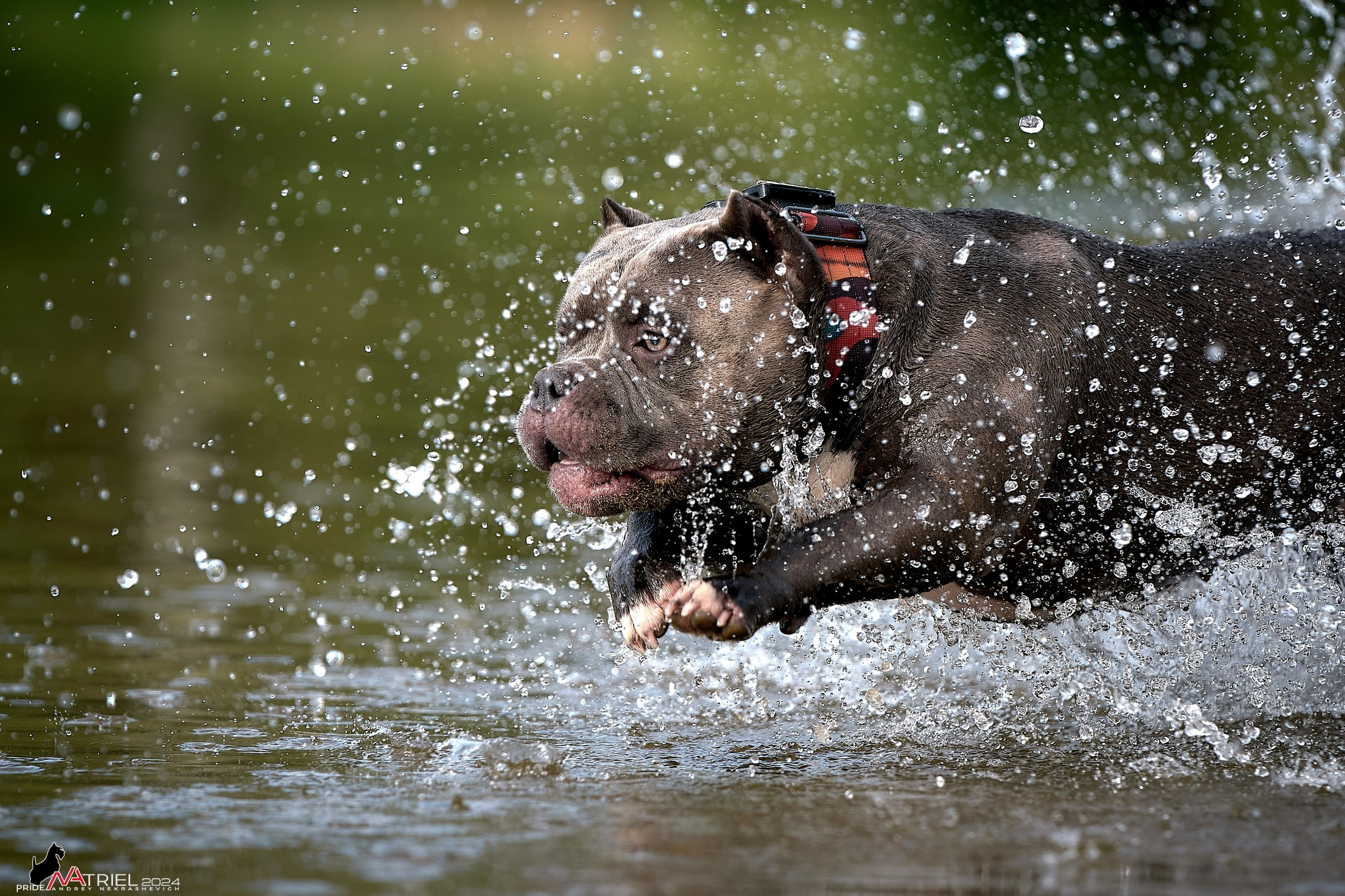 Фотопрогулка с булли