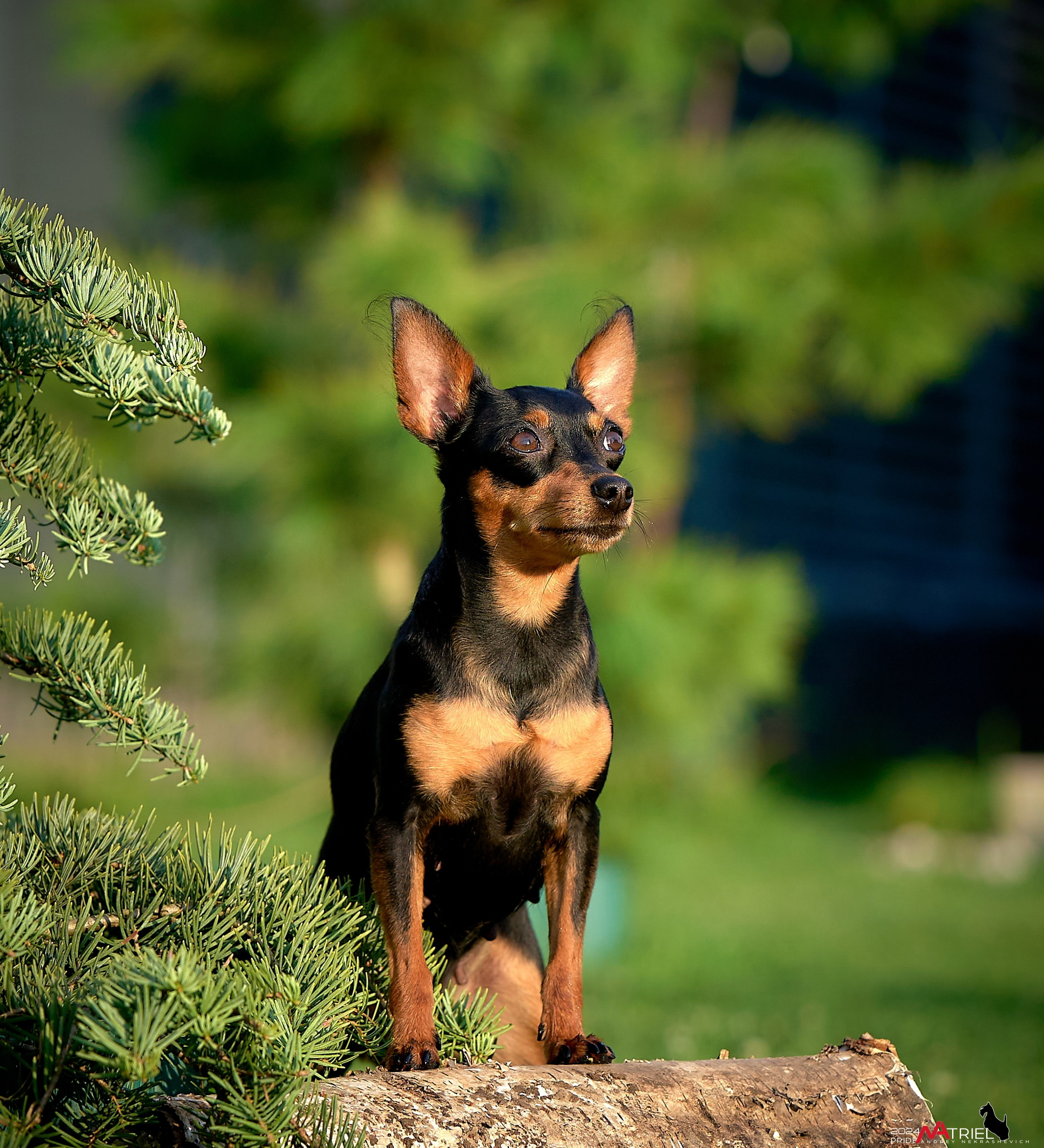 Фотопрогулка с крысариками