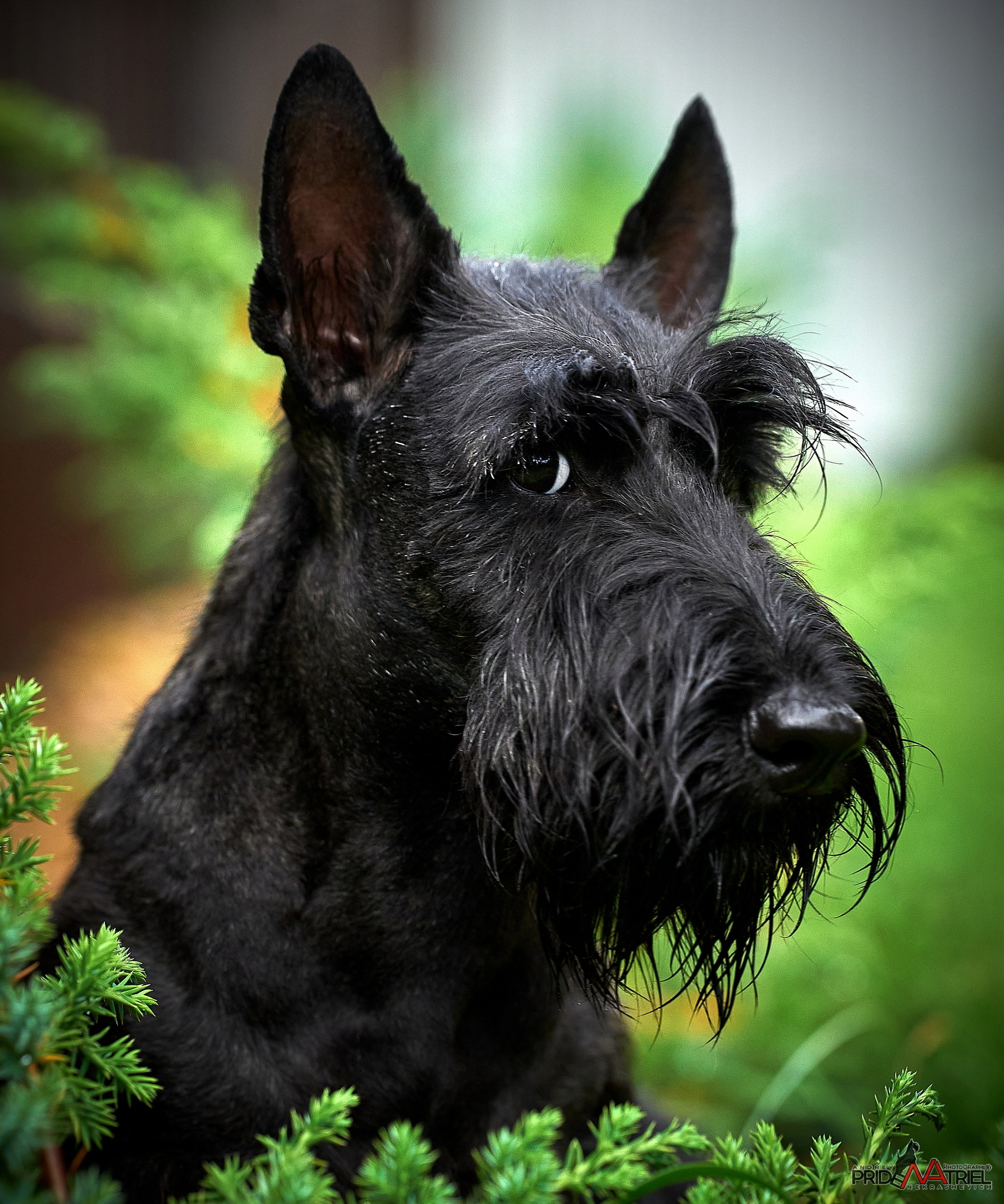 Портреты собак — галерея NATRIEL