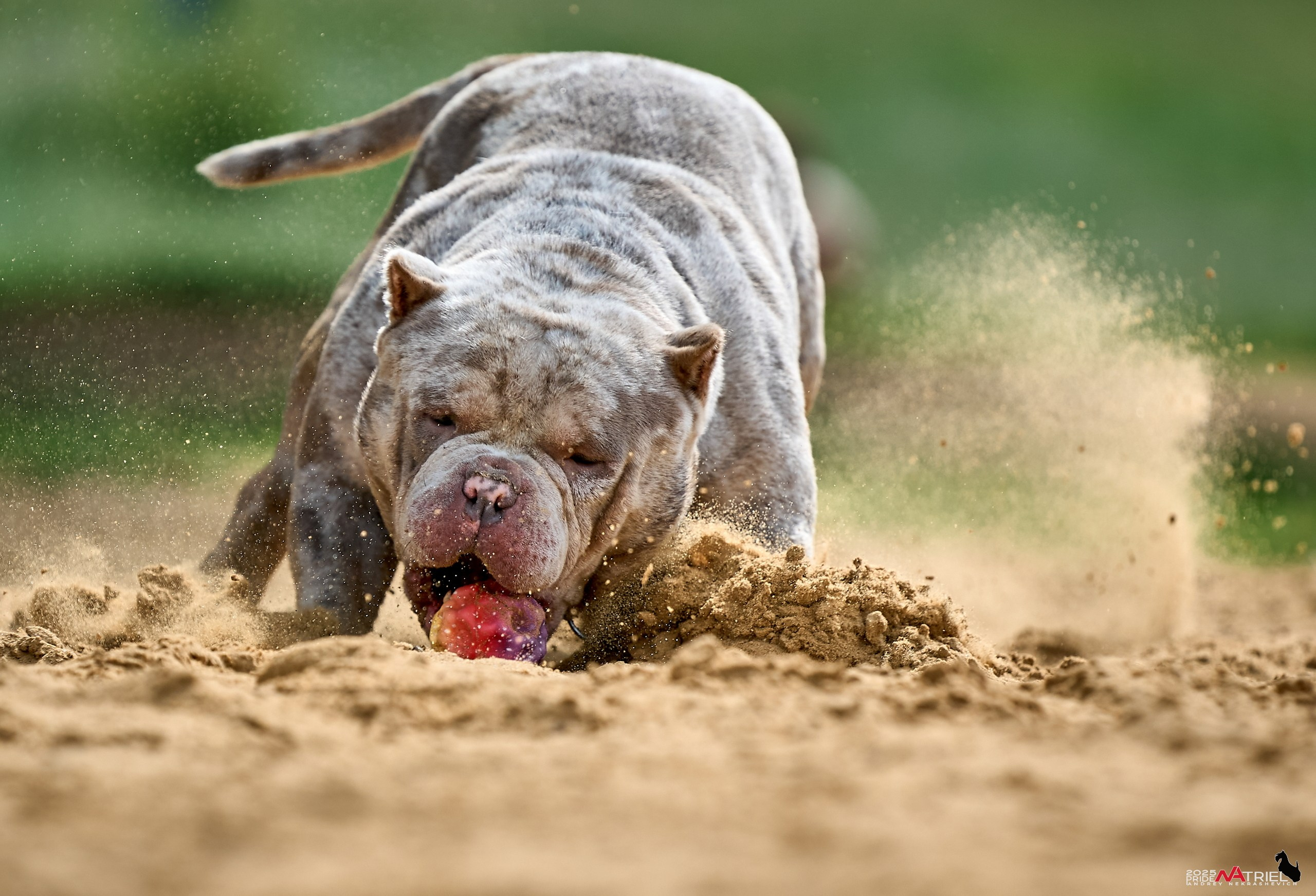 Съемка собак породы булли на природе
