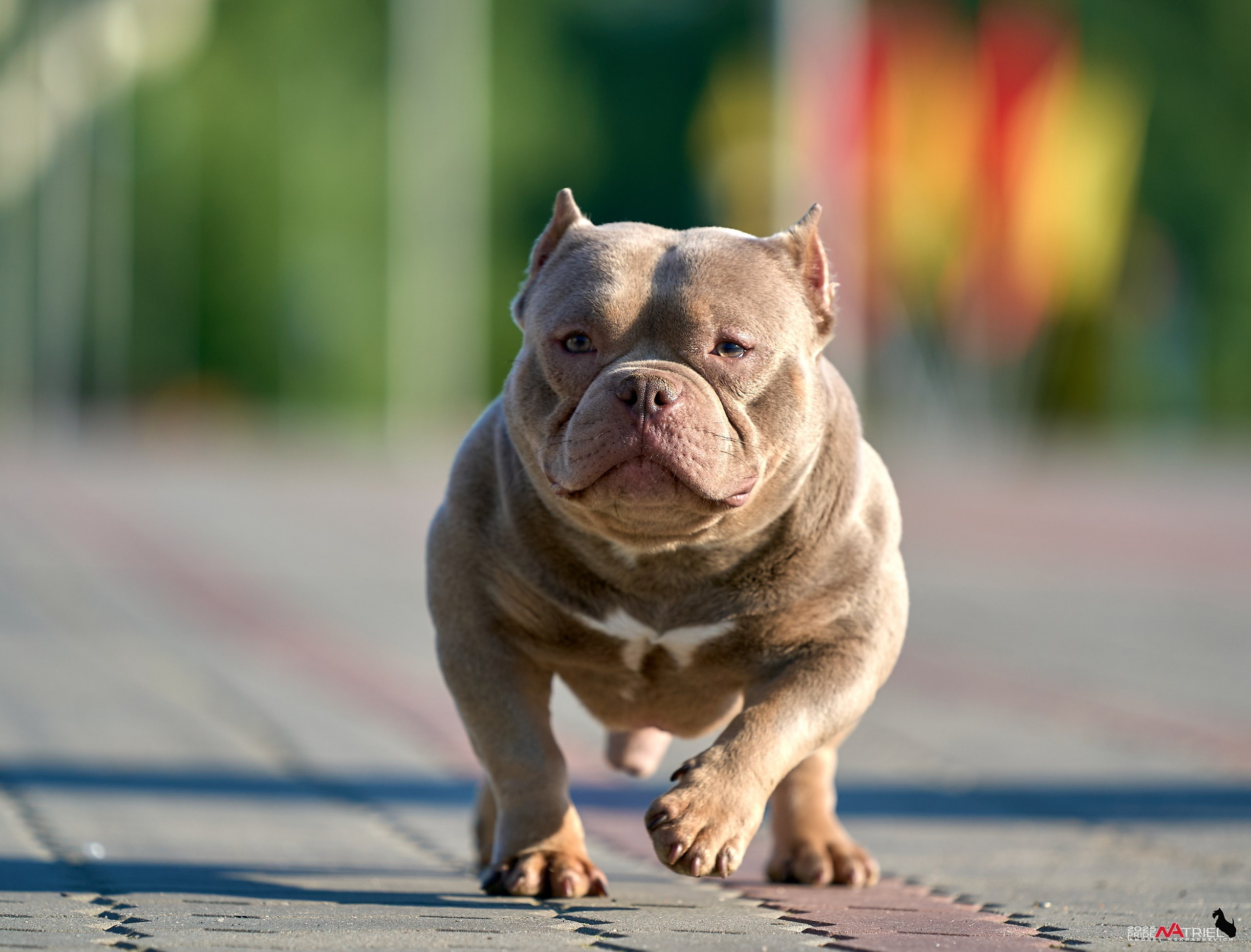Съемка собак породы булли на природе