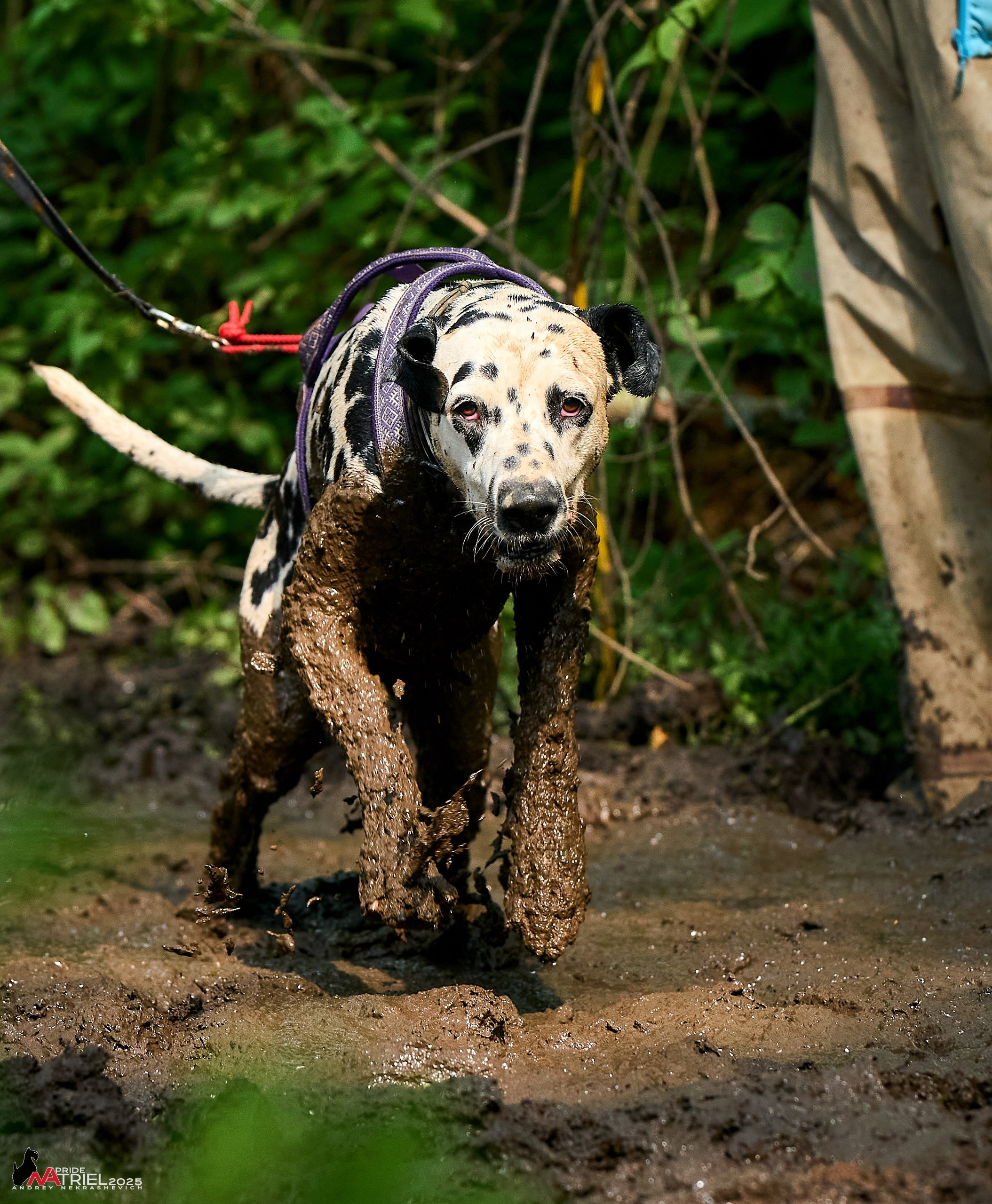 Russian Extreme Dog Trail — 2025