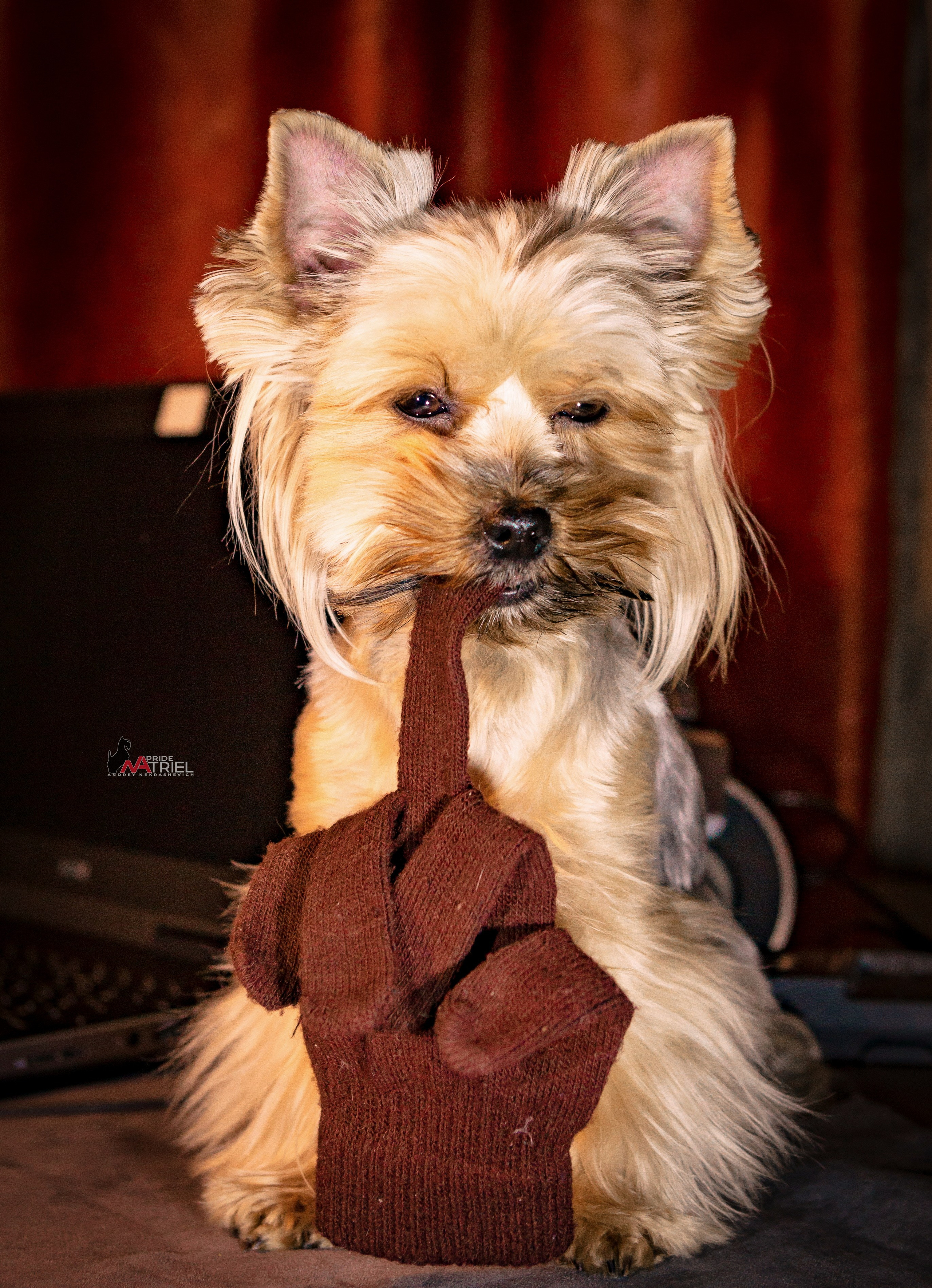 Йоркширский терьер Циля