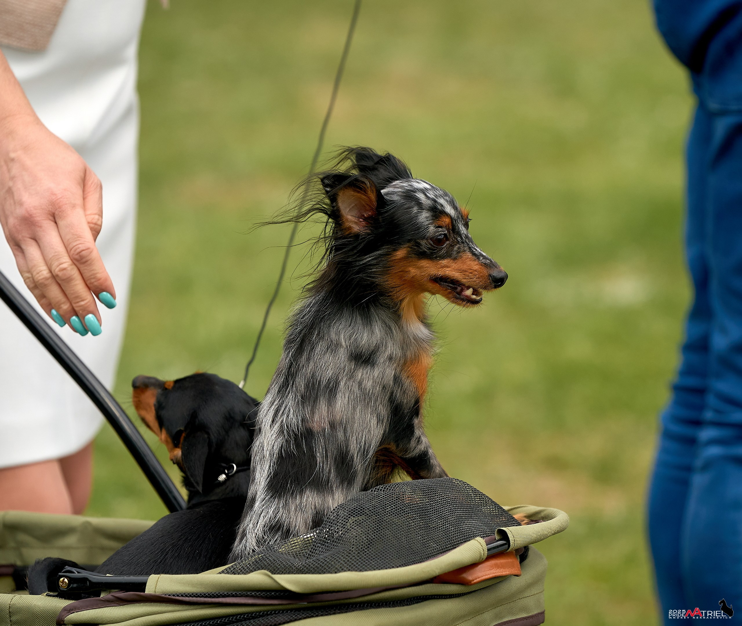 Выставка собак Суздаль-Владимир