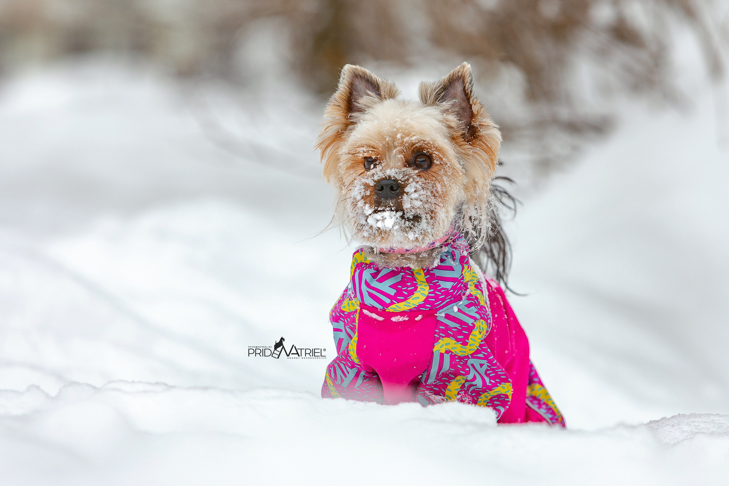 Йоркширский терьер Циля