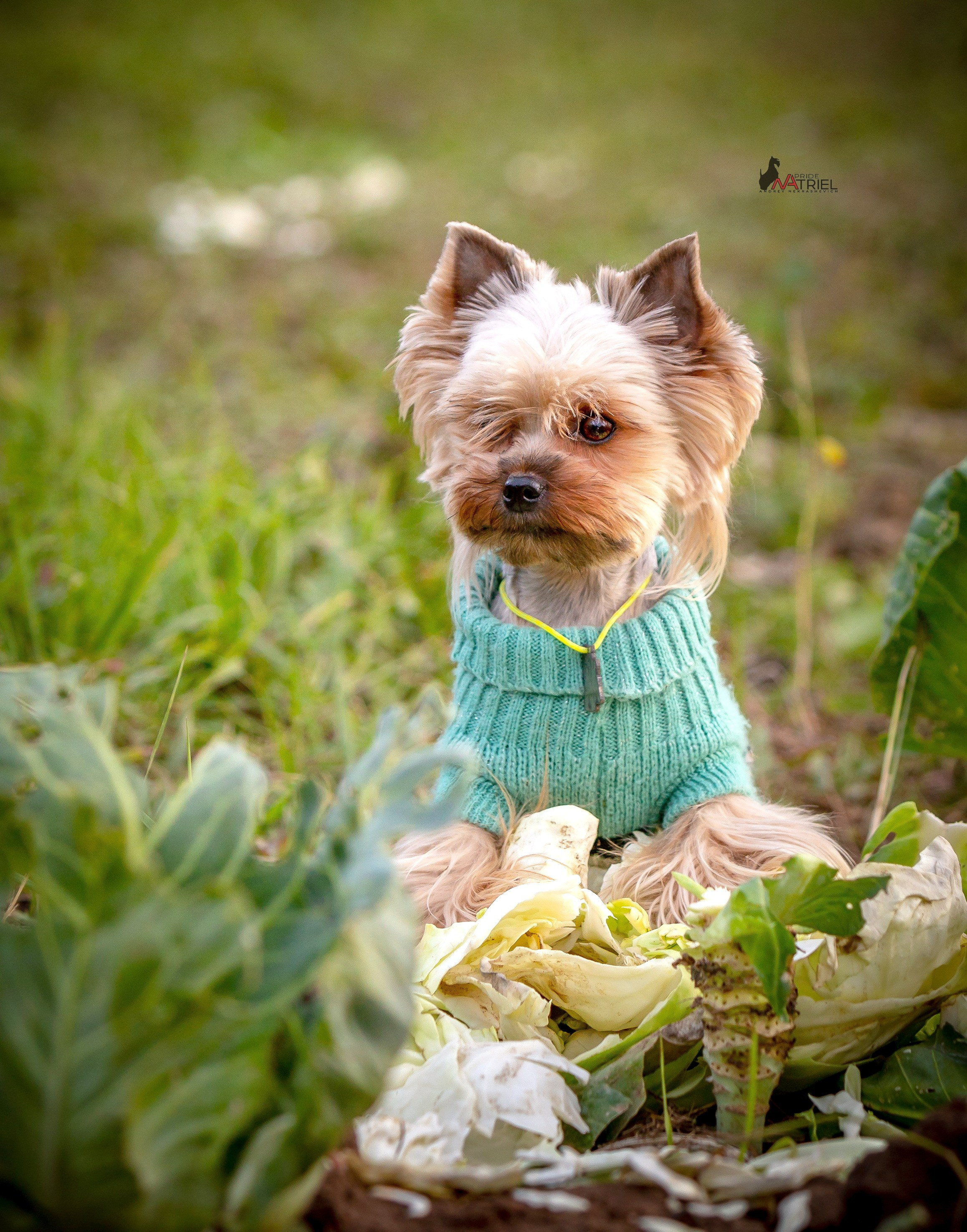 Йоркширский терьер Циля