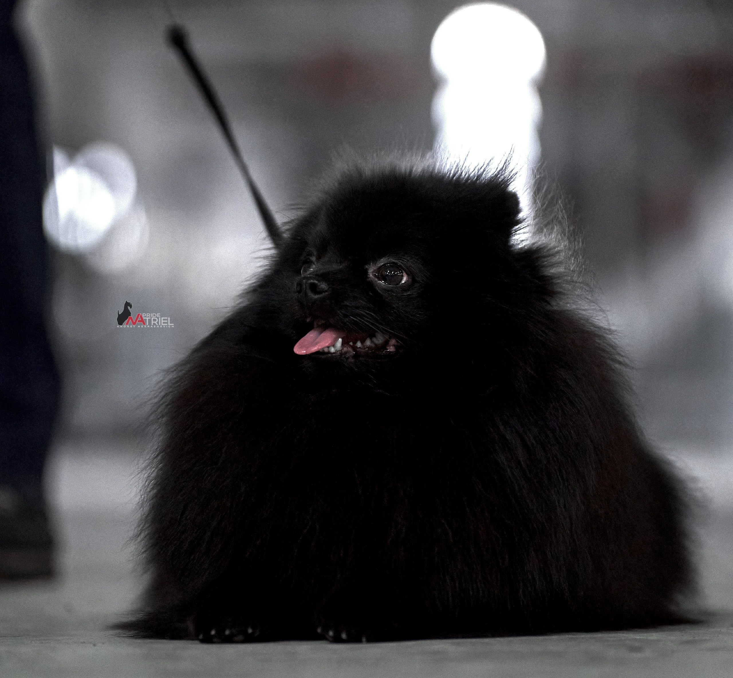 Портреты собак — галерея NATRIEL