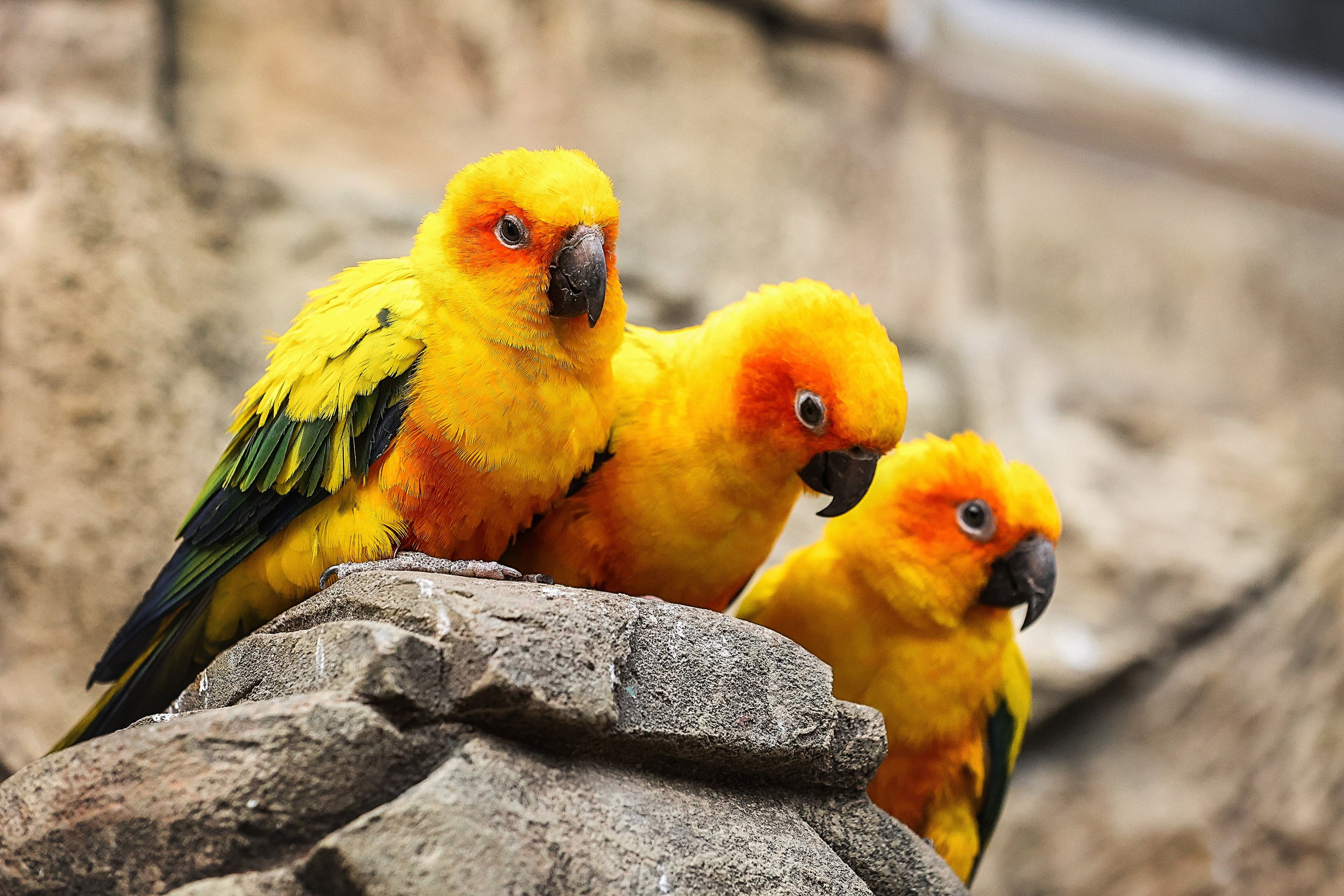 Зоопарк Малинки. Фотограф-АниМалист Анна Абрамова