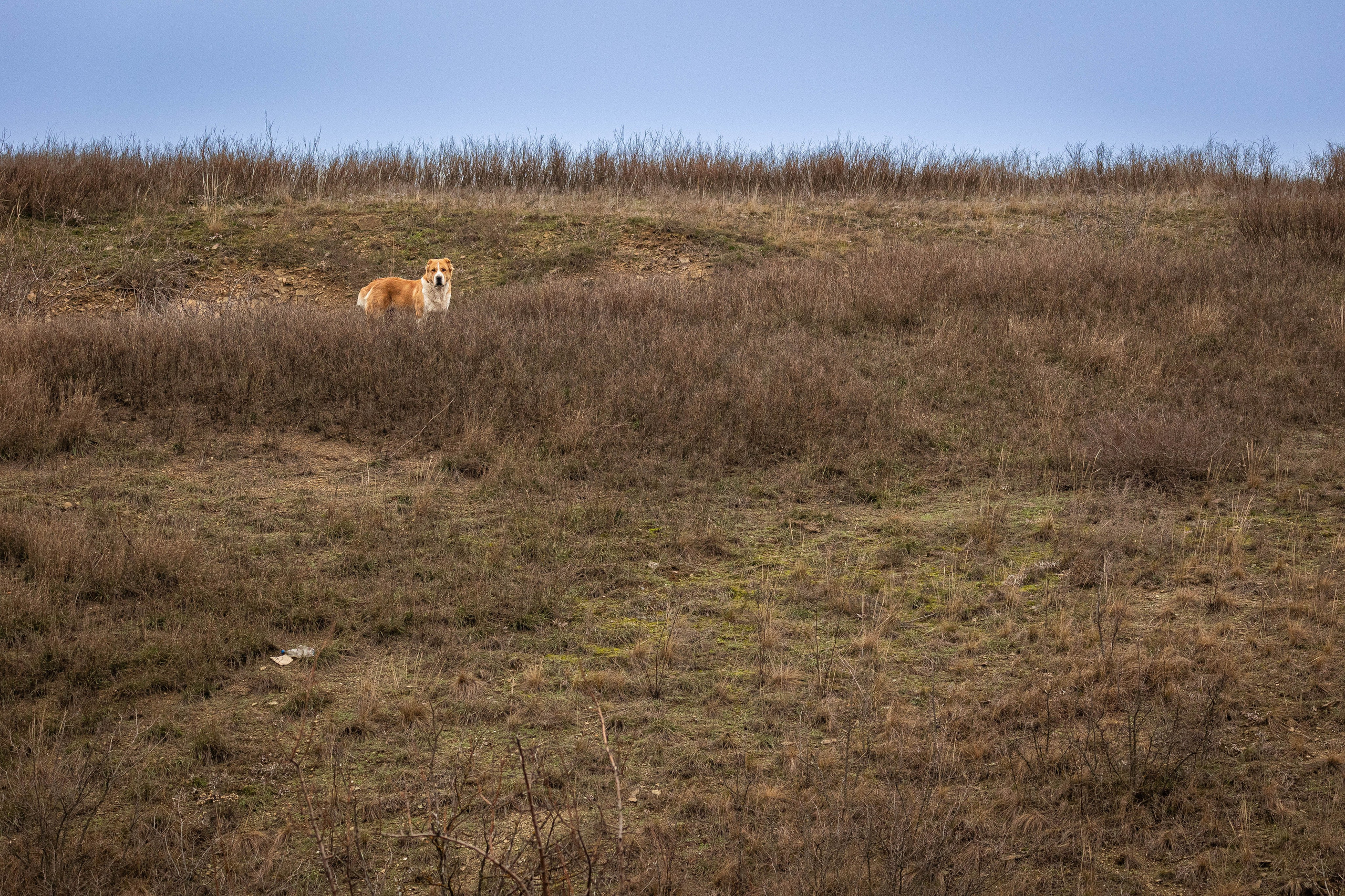 Пальма. Фотограф-АниМалист Анна Абрамова