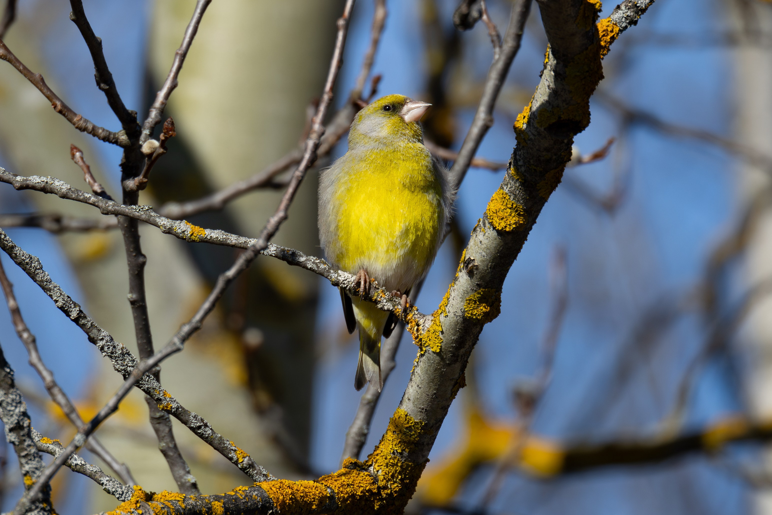 Птицы СНТ «Подлесье». Птицы парков г. Люберцы