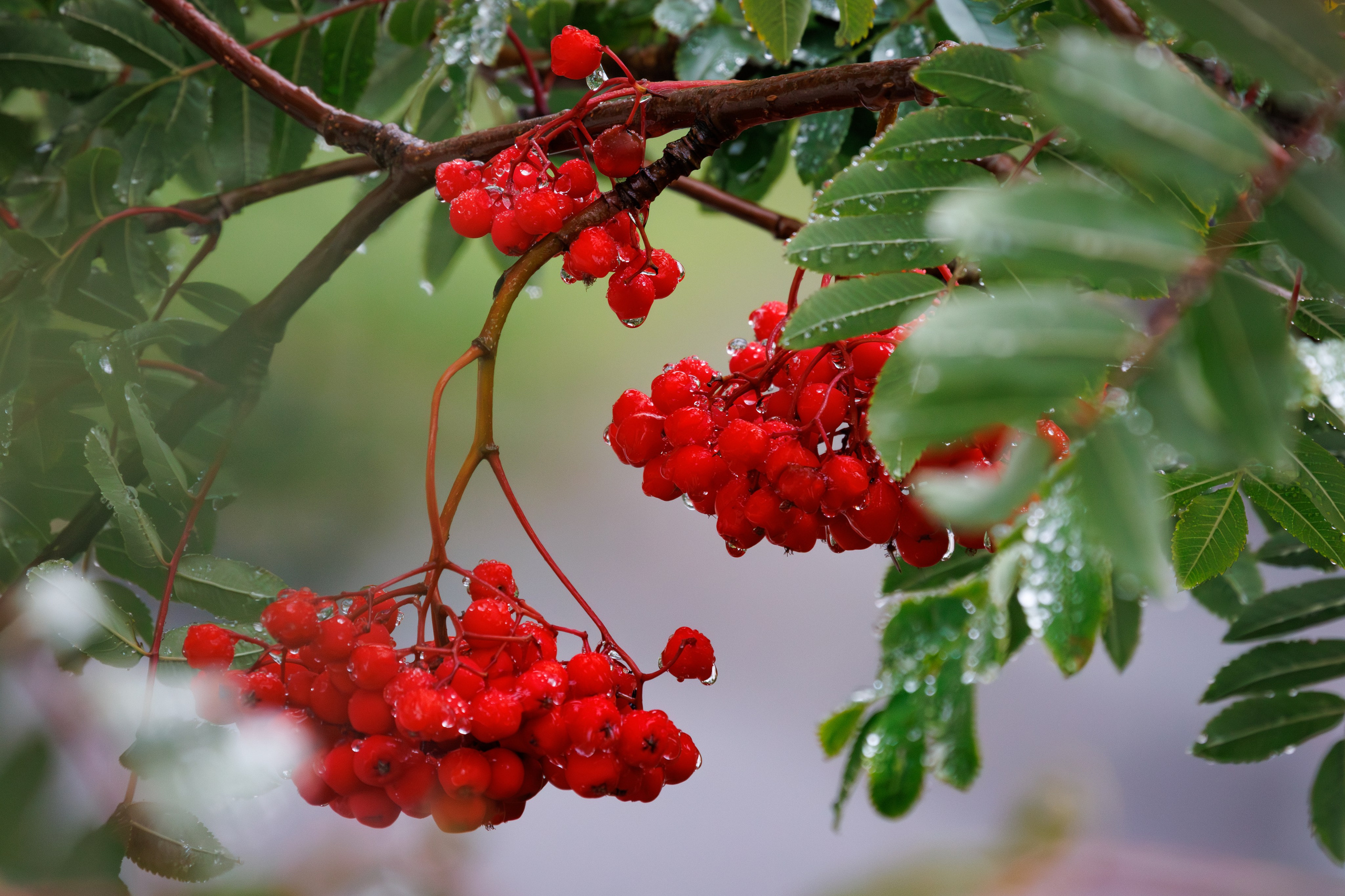 Птицы г. Мурманска. Птицы парков г. Люберцы