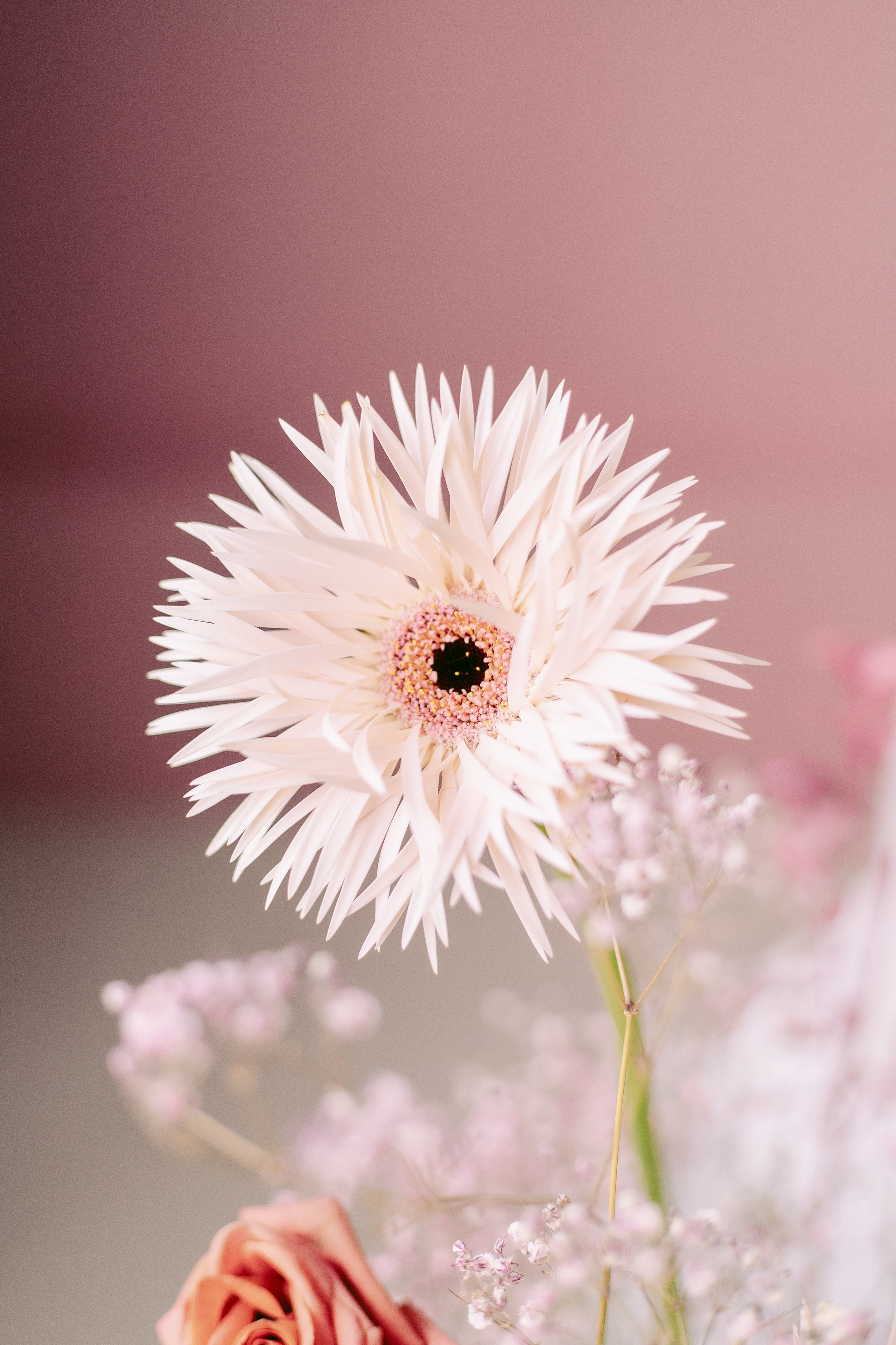 Цветочная фотосессия в фотостудии. Семейная фотосессия. Фотограф в Санкт-Петербурге, Анна Скворцова