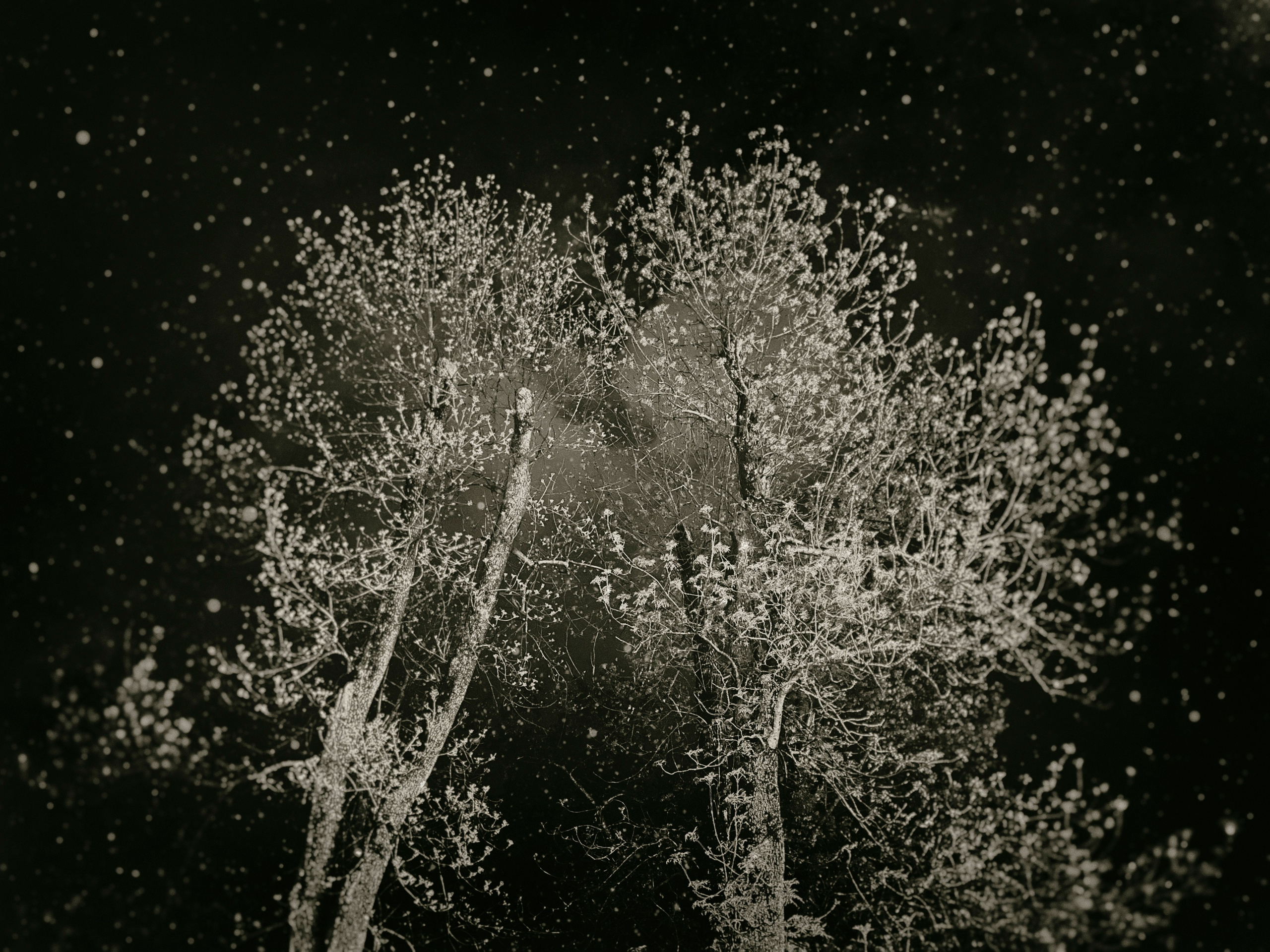 Homeland Adygea. Visual artist