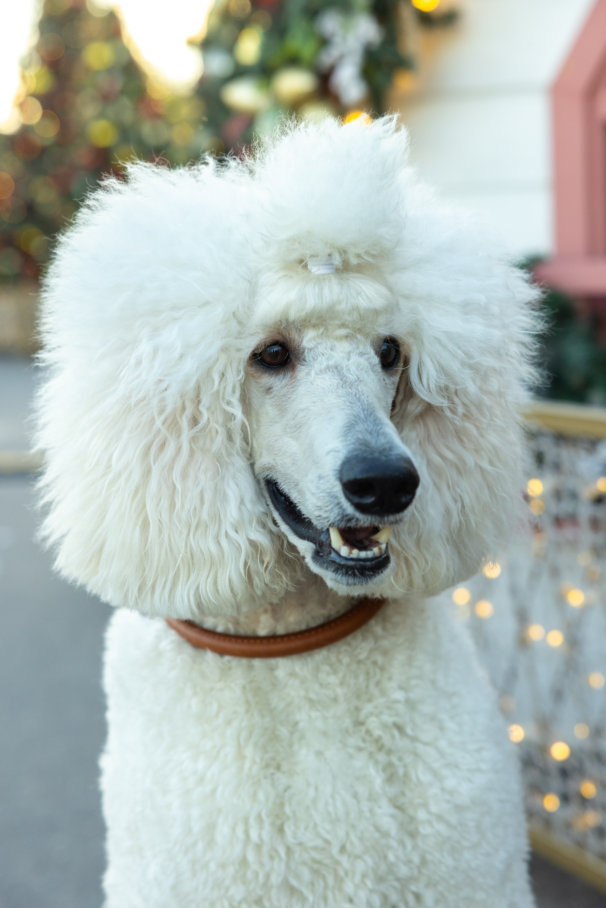 Клуб грумеров (прогулка и семинары). Виктория Зудина — фотограф в Москве