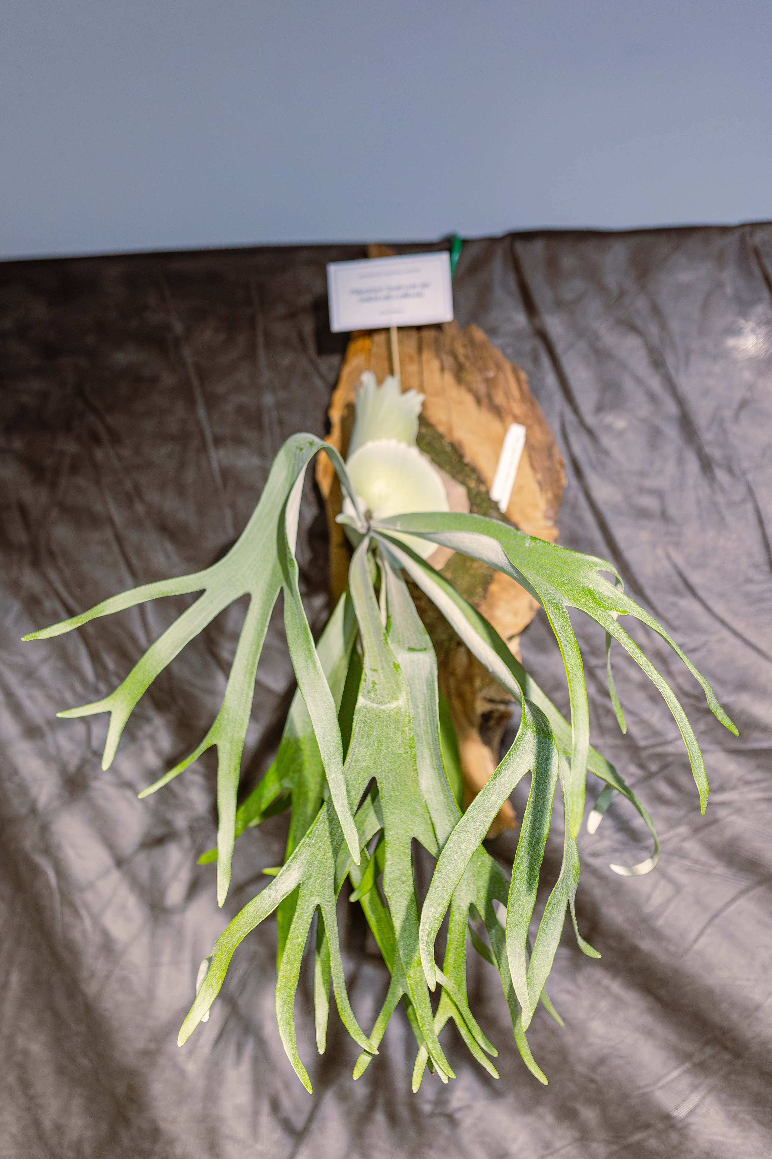 Монстериум апрель 2026. Александра Куликова фотограф, Москва