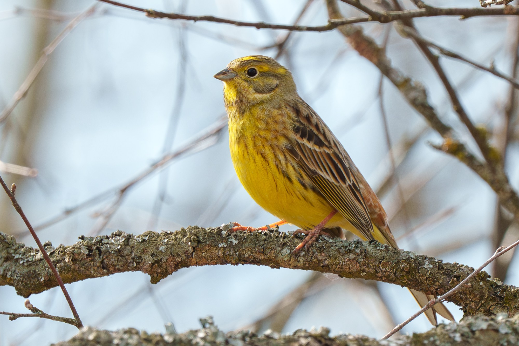 Удивительные мир птиц. Вокруг нас столько прекрасного — присмотритесь!. Ваш личный фотограф Марина Волкова