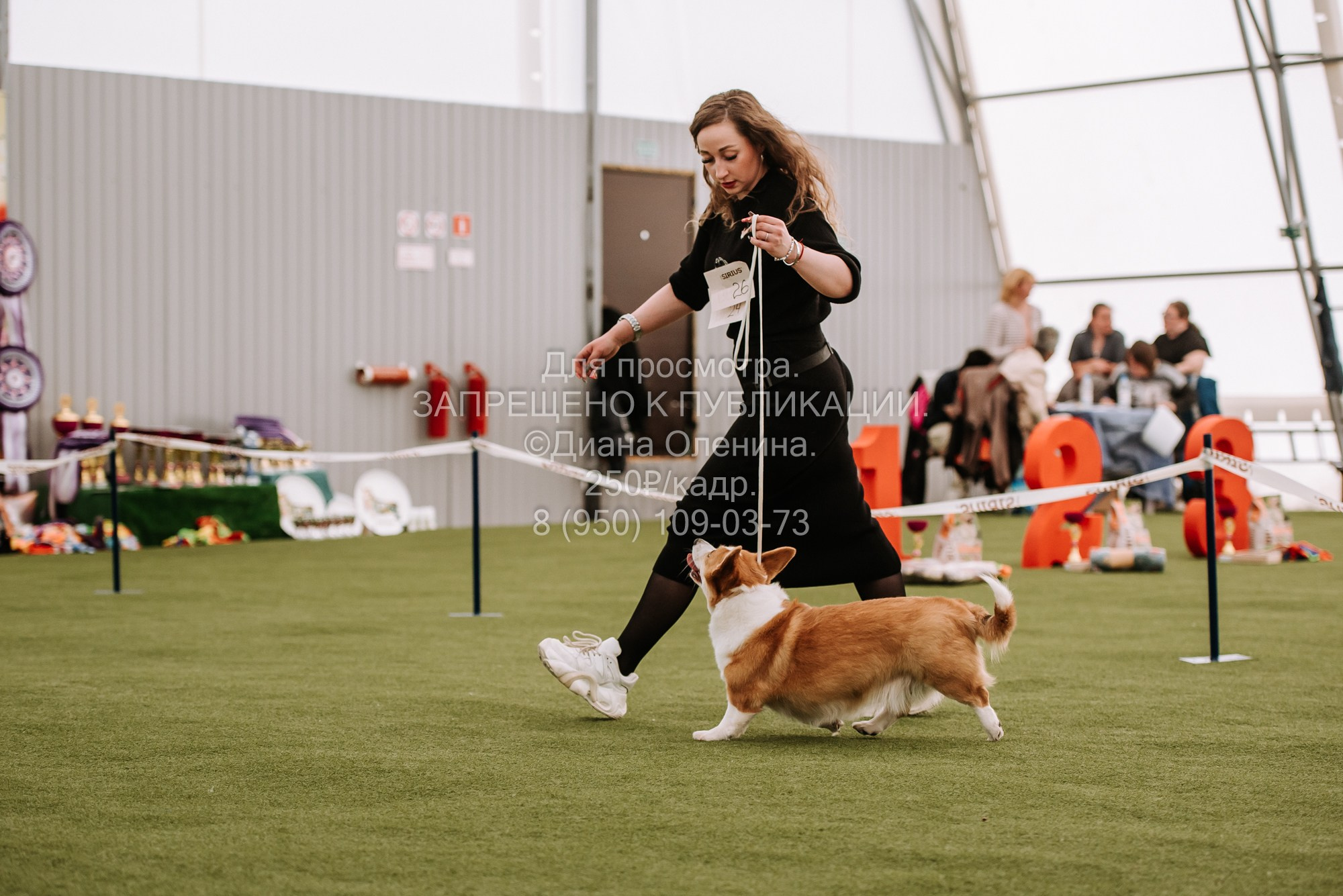 Выставка собак Красноярск 2.06. Фотограф Диана Оленина Красноярск / Братск