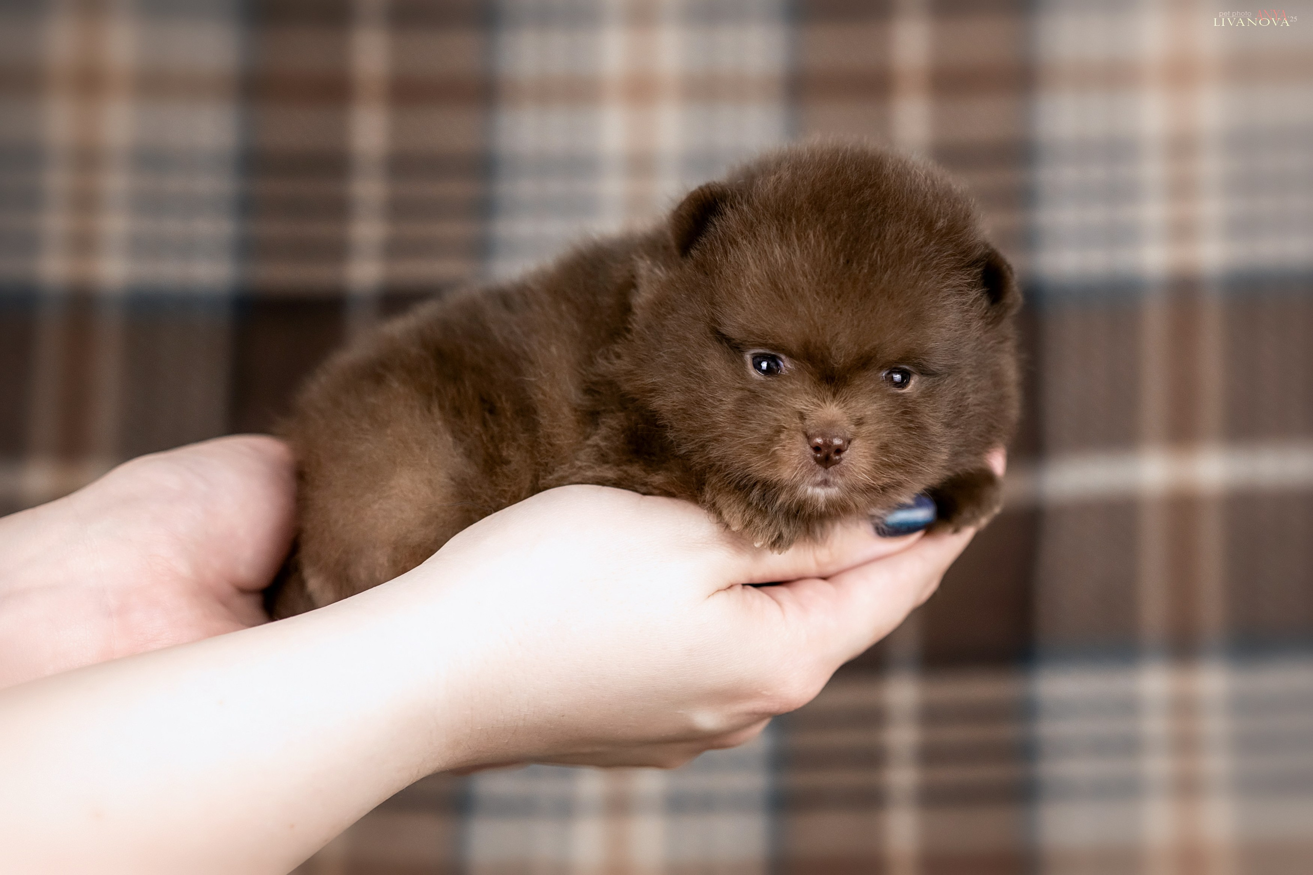 Шпицы. Фотограф анималист Аня Ливанова | Рыбинск