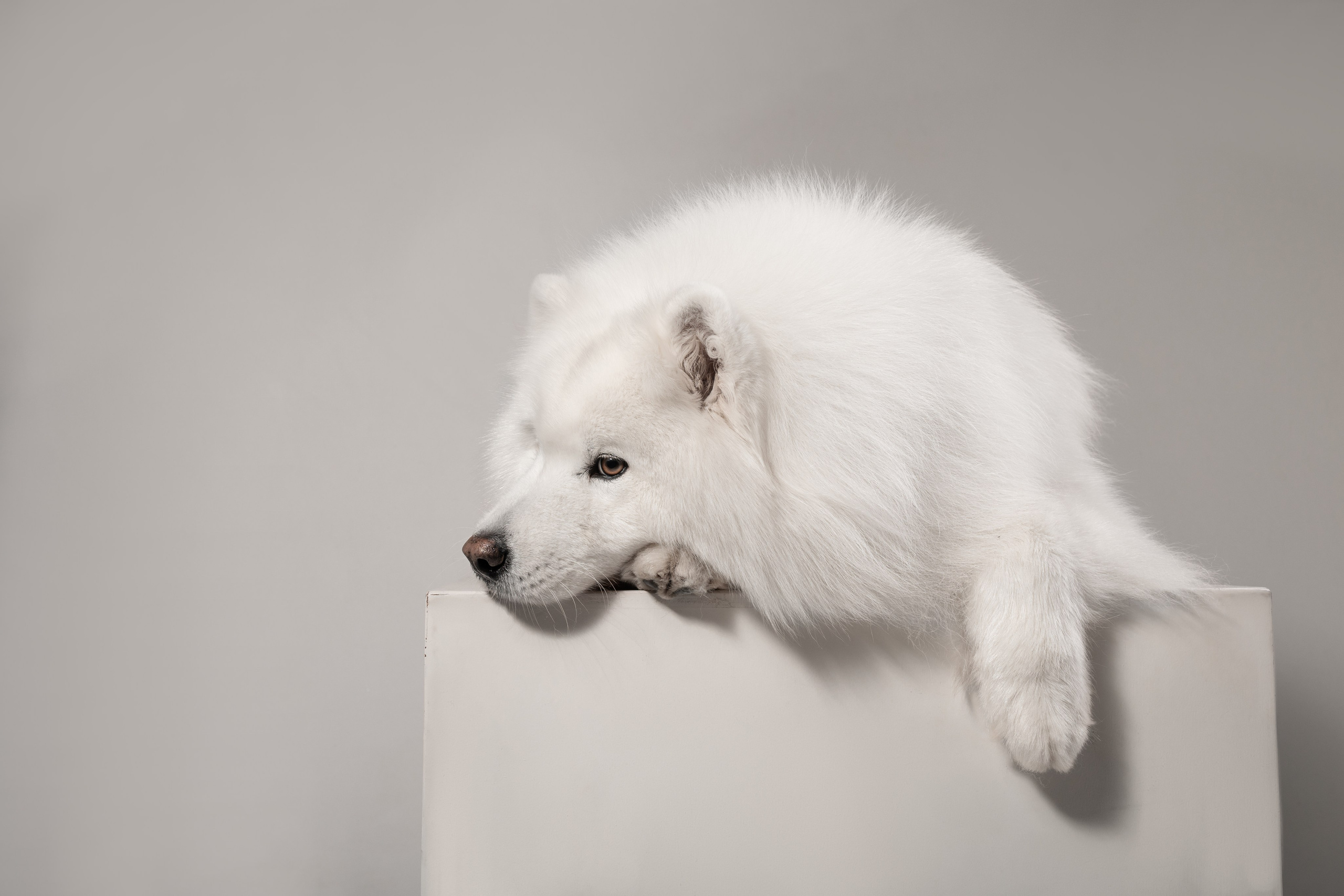 Самоеды в студии. Фотограф анималист в Москве Майорова Евгения