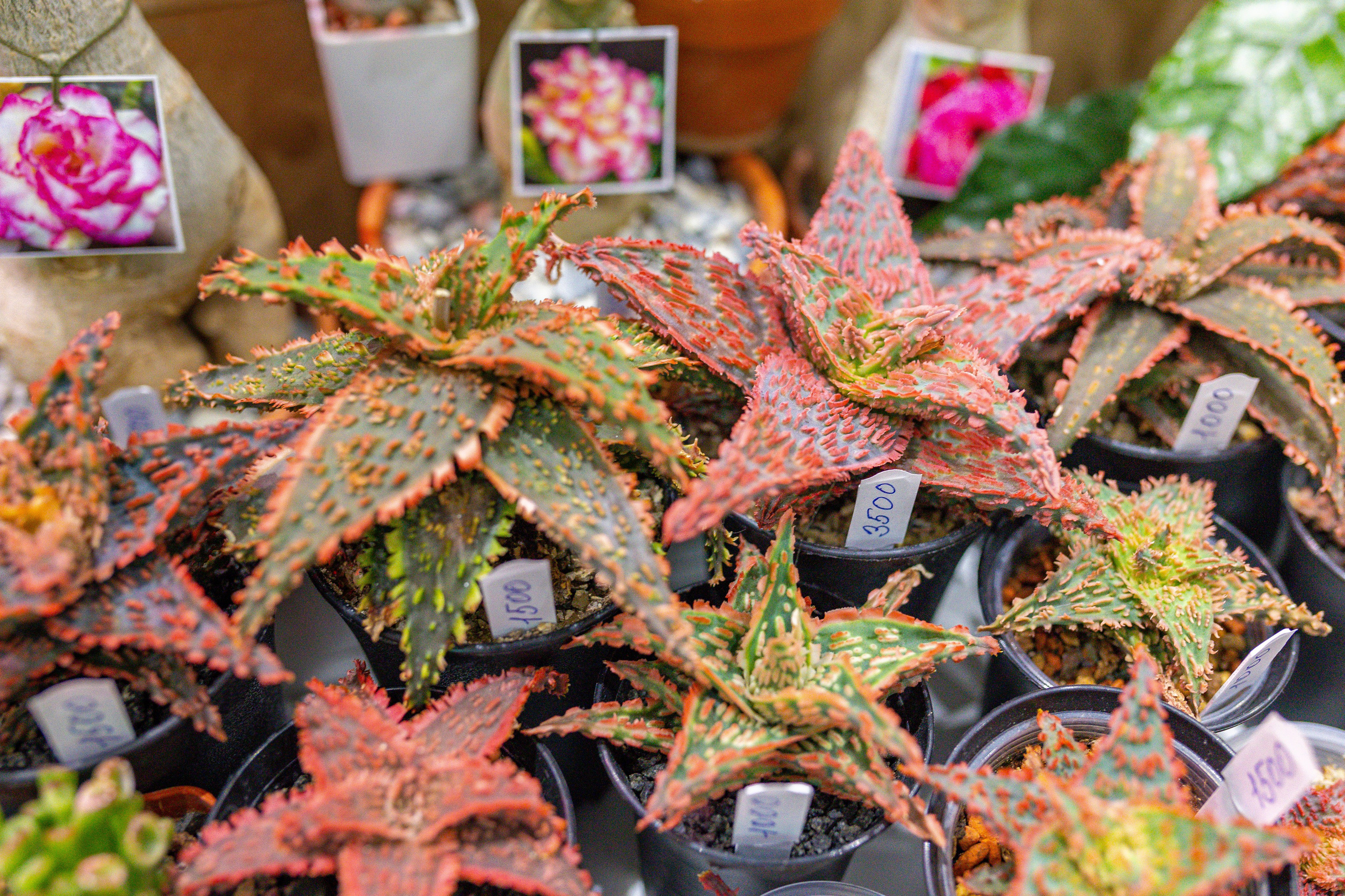 Орхидиум 12.2025. Александра Куликова фотограф, Москва