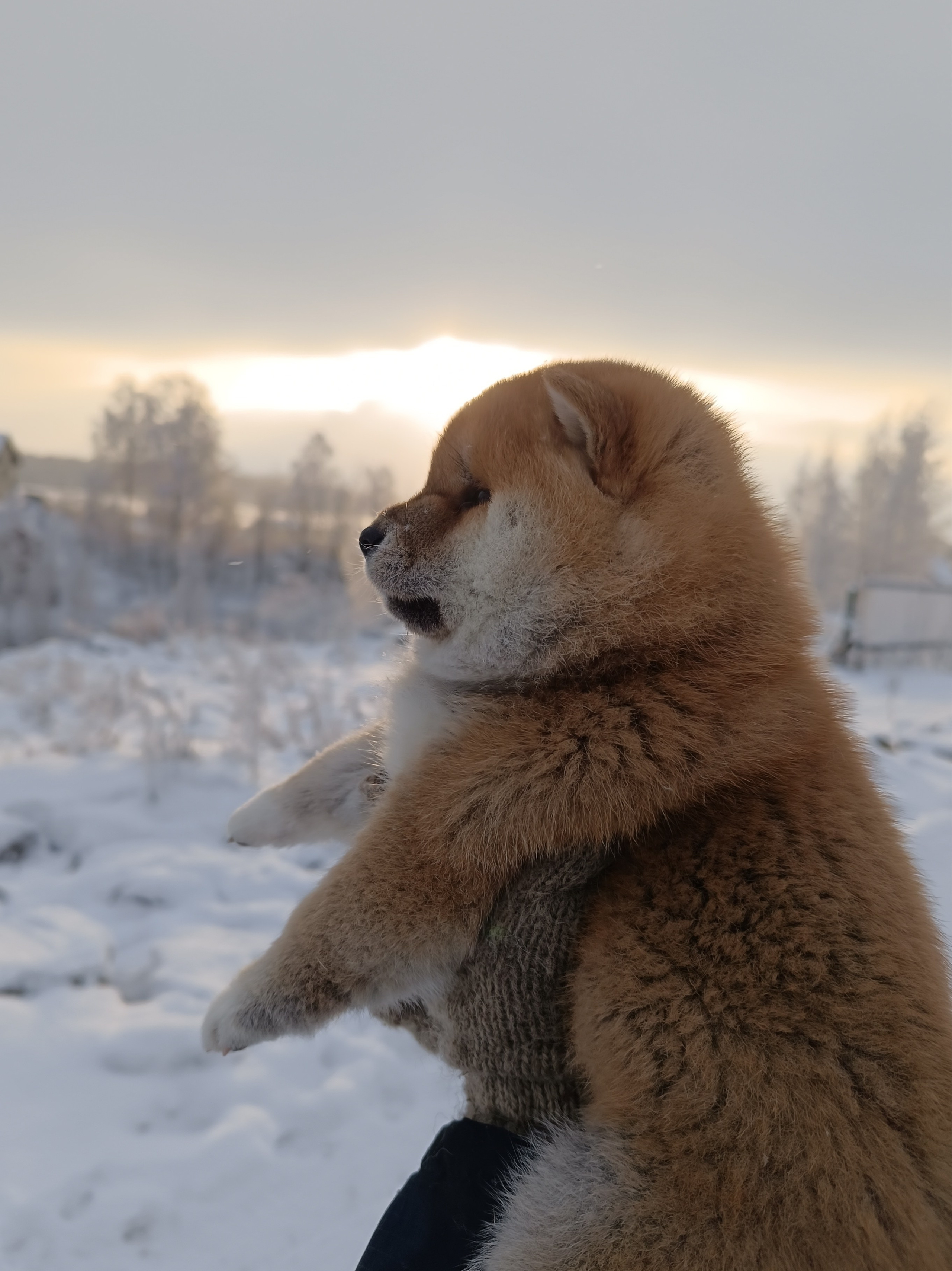 сиба питомник Рубилайт щенки на продажу rubylight  сиба щенки купить СПб Санкт-Петербург 