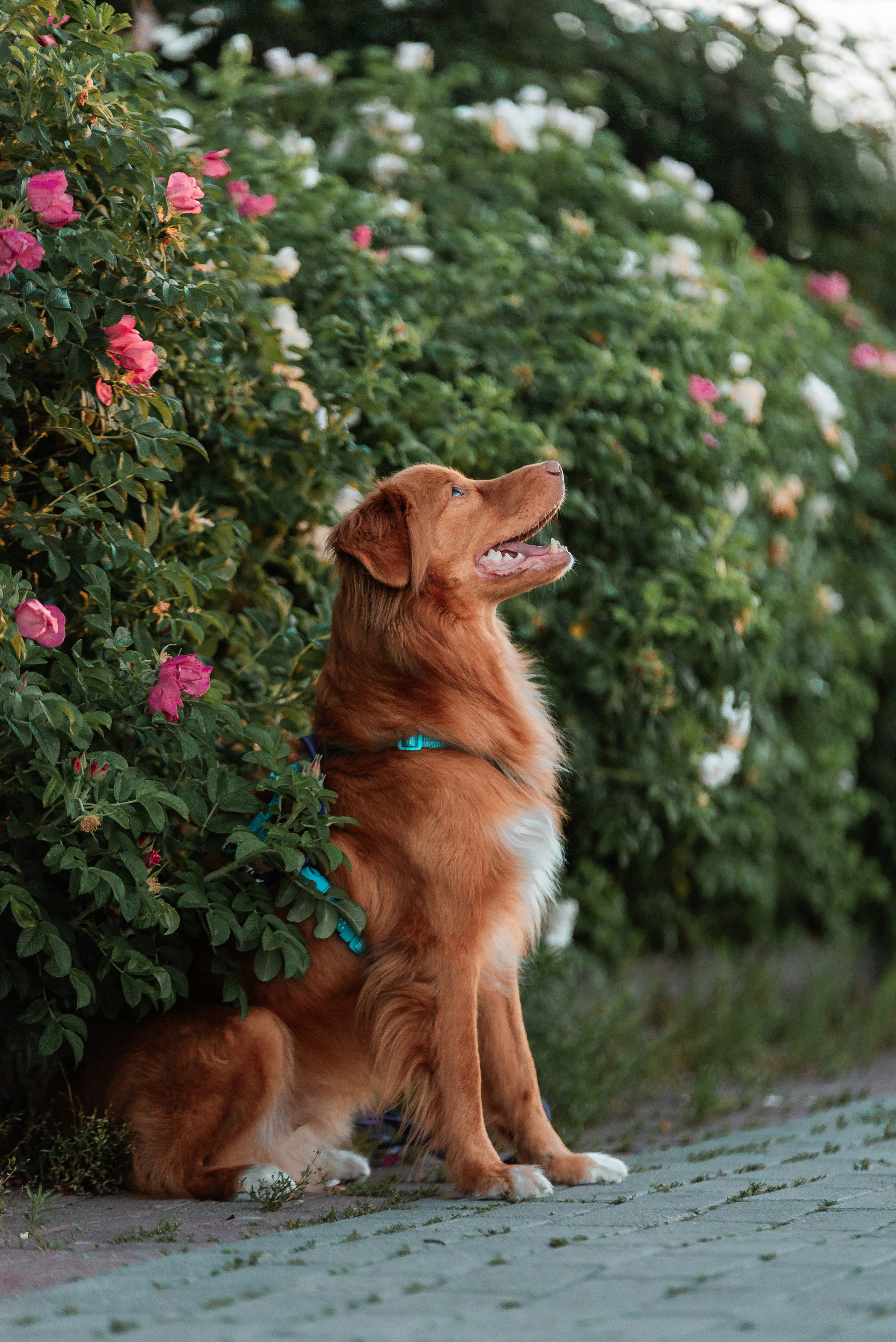 Таня и Лео. Фотограф-анималист Анастасия Парфенова|Екатеринбург